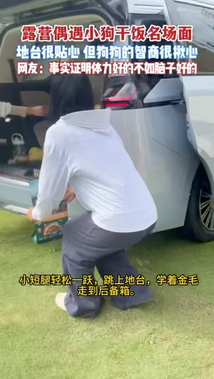 杭州的狗子精神状态有点说法杭州露营地里金毛智商上大分被杭州露营地的金毛惊艳到，智