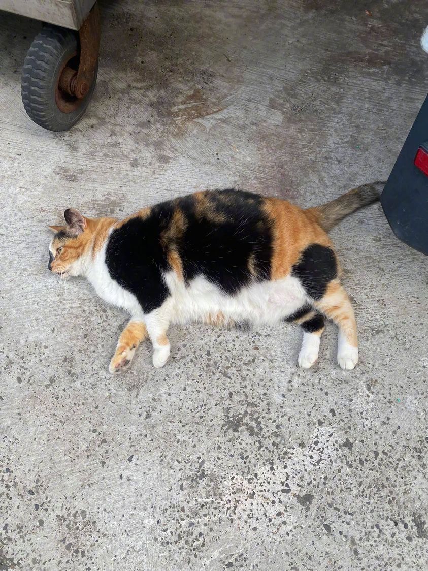 路边遇到的大三花，看上去日子过得还不错...