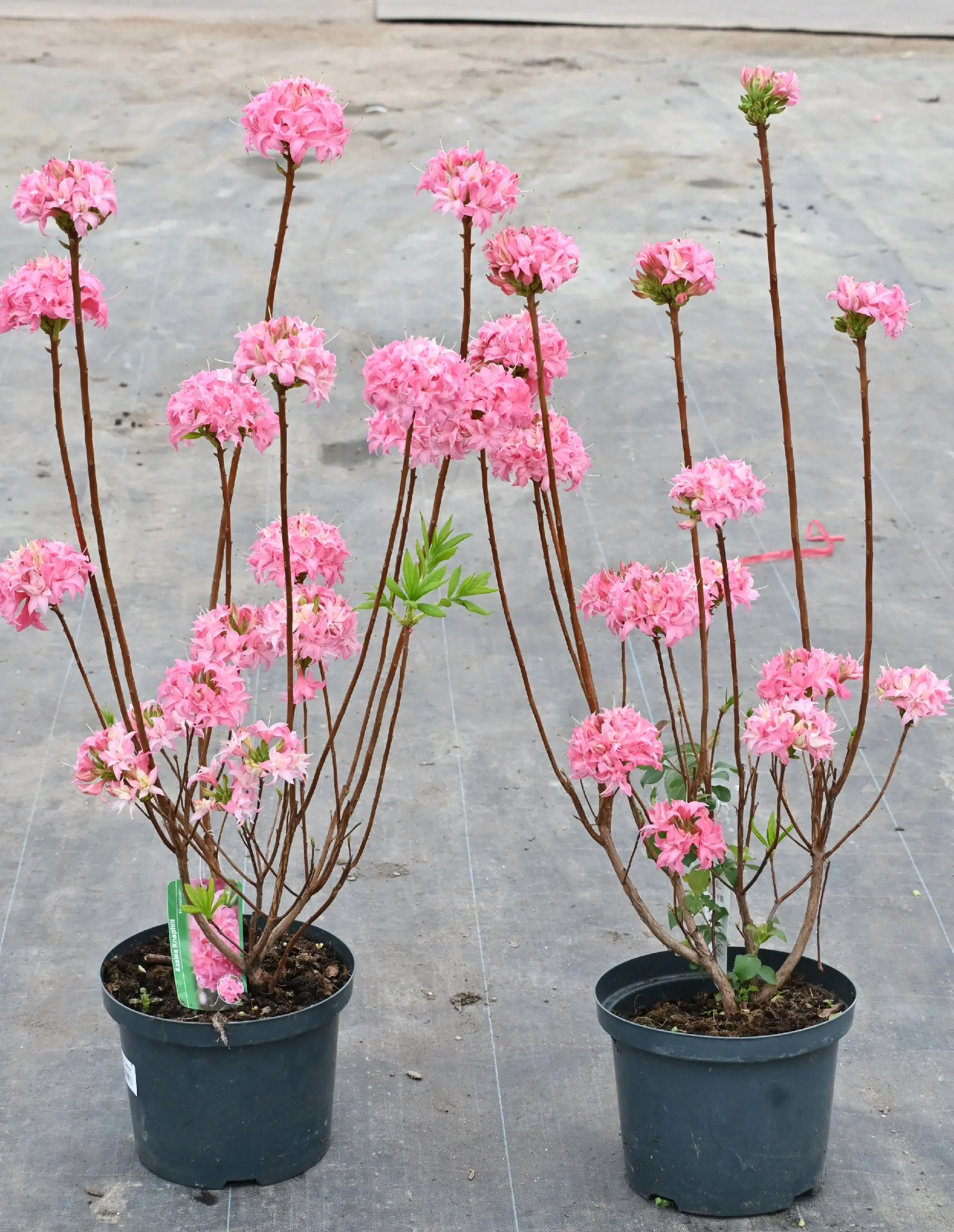 落叶杜鹃帮花友们搞定了，下一步搞松果菊。