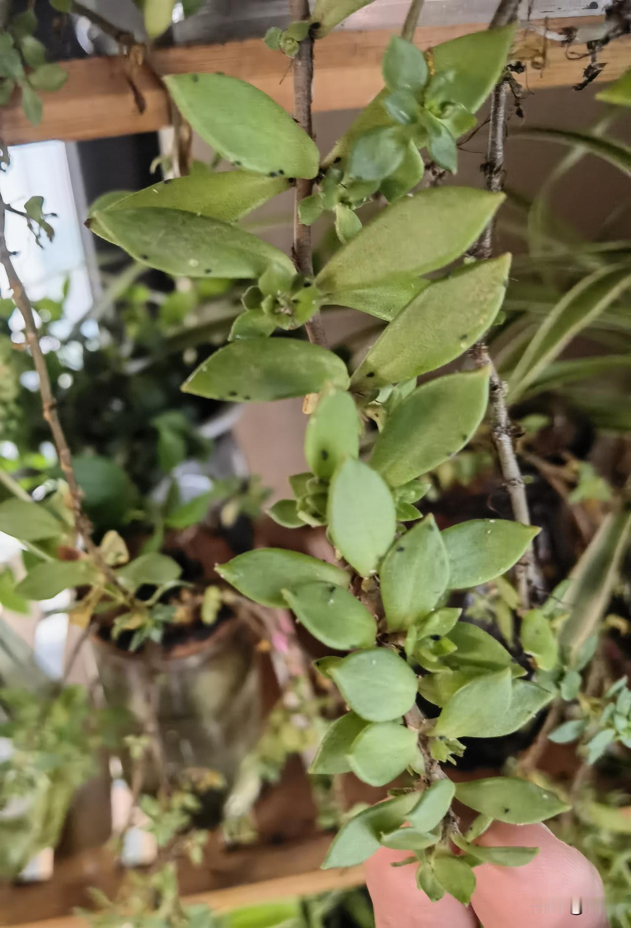 辣椒水真的能防虫吗？
我从老家带回来的垂盆草好不容易活过来了，
突然发现它上面长