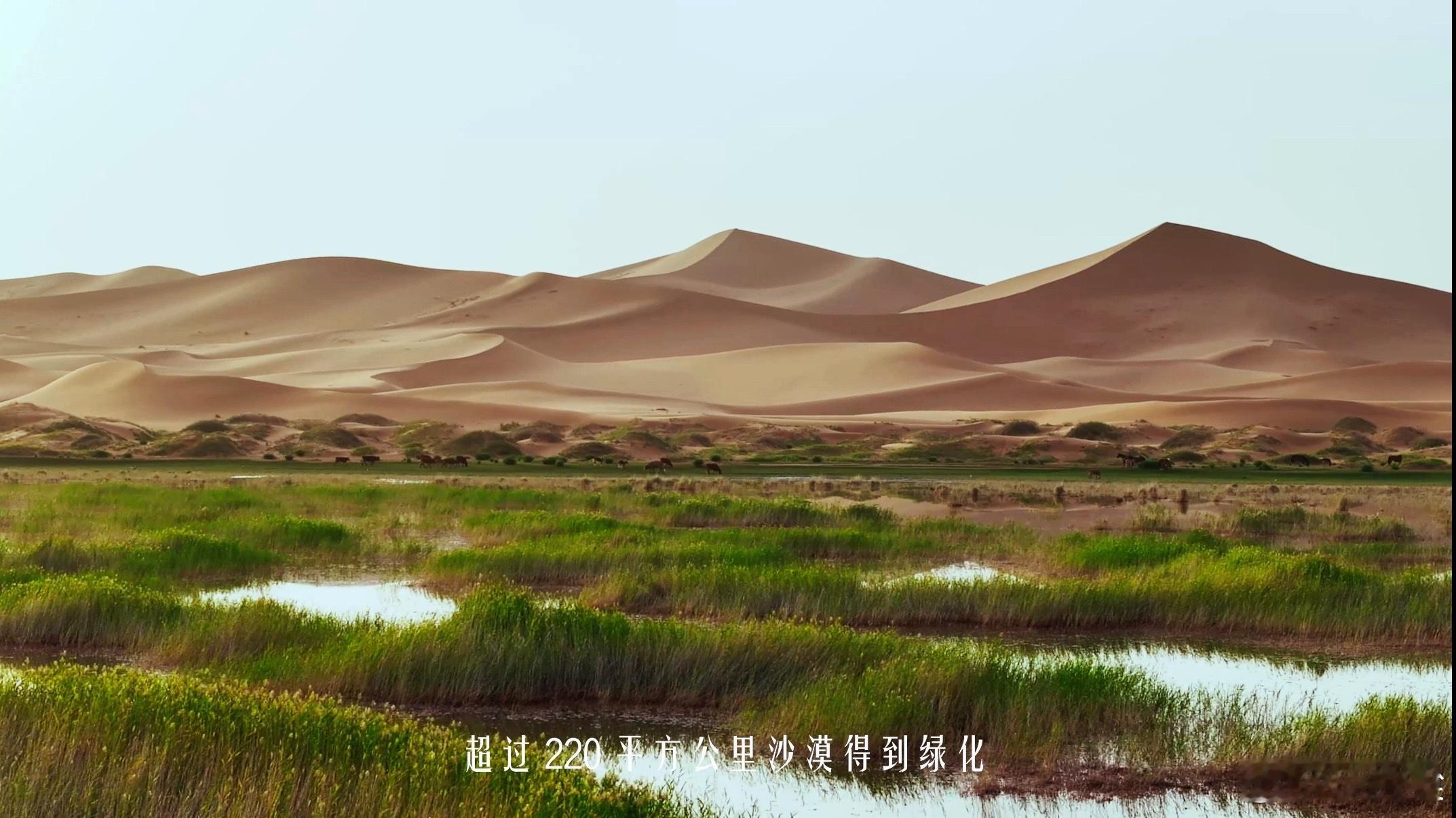 靳东上演乌兰布和大地戏剧、特仑苏会员日大馈赠千年前古人欠下的生态债，当代人正用诚