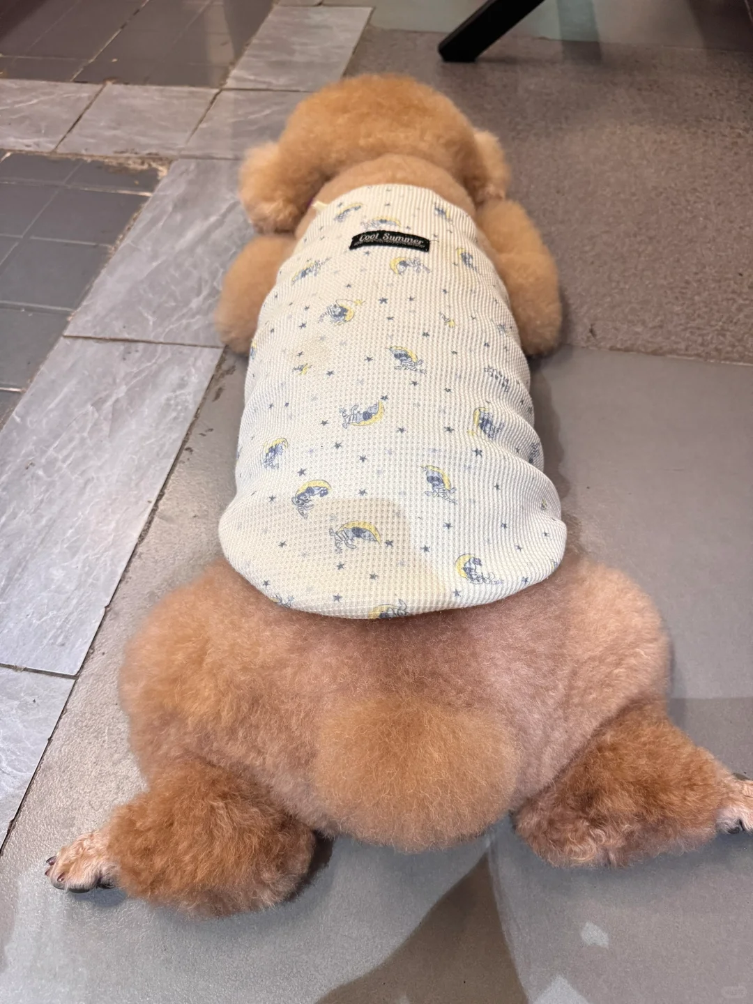 标准板鸭趴大福🧸毛茸茸的屁股🥹