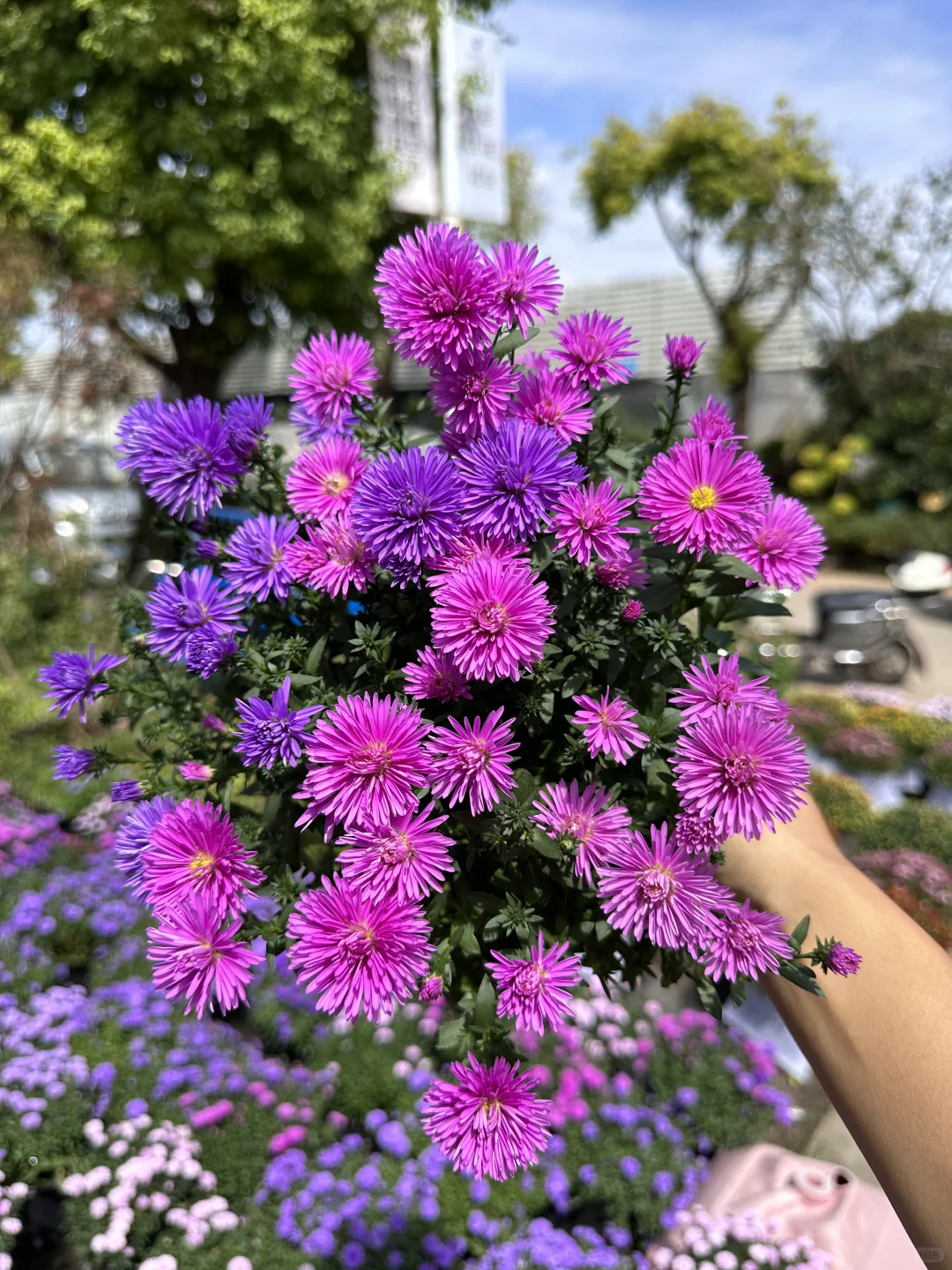 翠菊紫菀