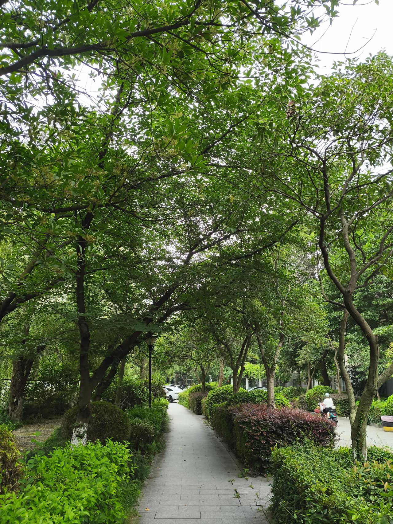 南京这夏天，直接开启“泼水模式”。气象预报说未来三天（7 月 20 日至 22 