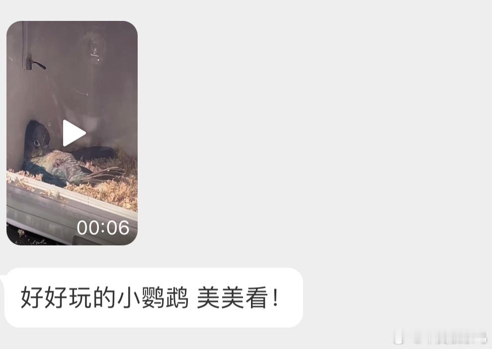 躺平的小太阳鹦鹉这是什么造型 好像很惬意！？ ​​​