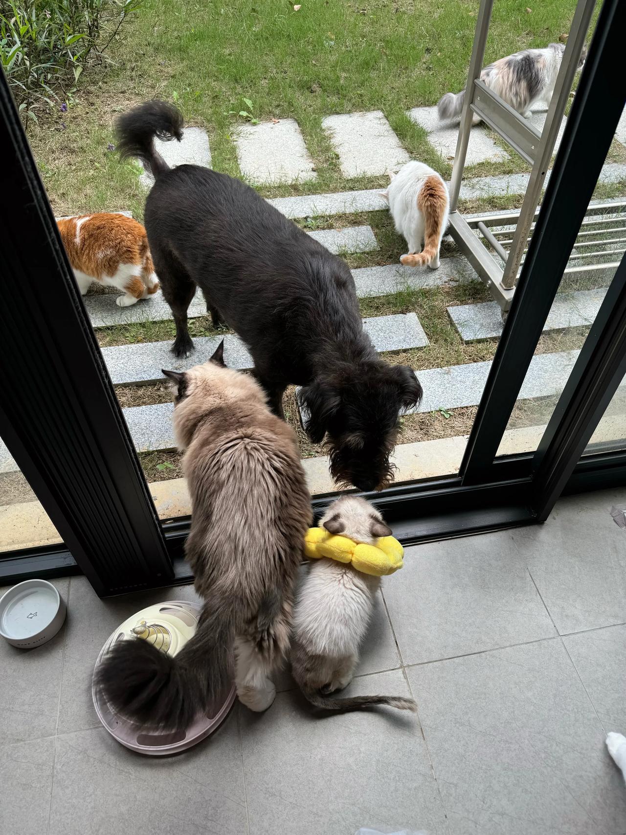赶在下雨前全体秋游！
#猫咪# #萌宠#