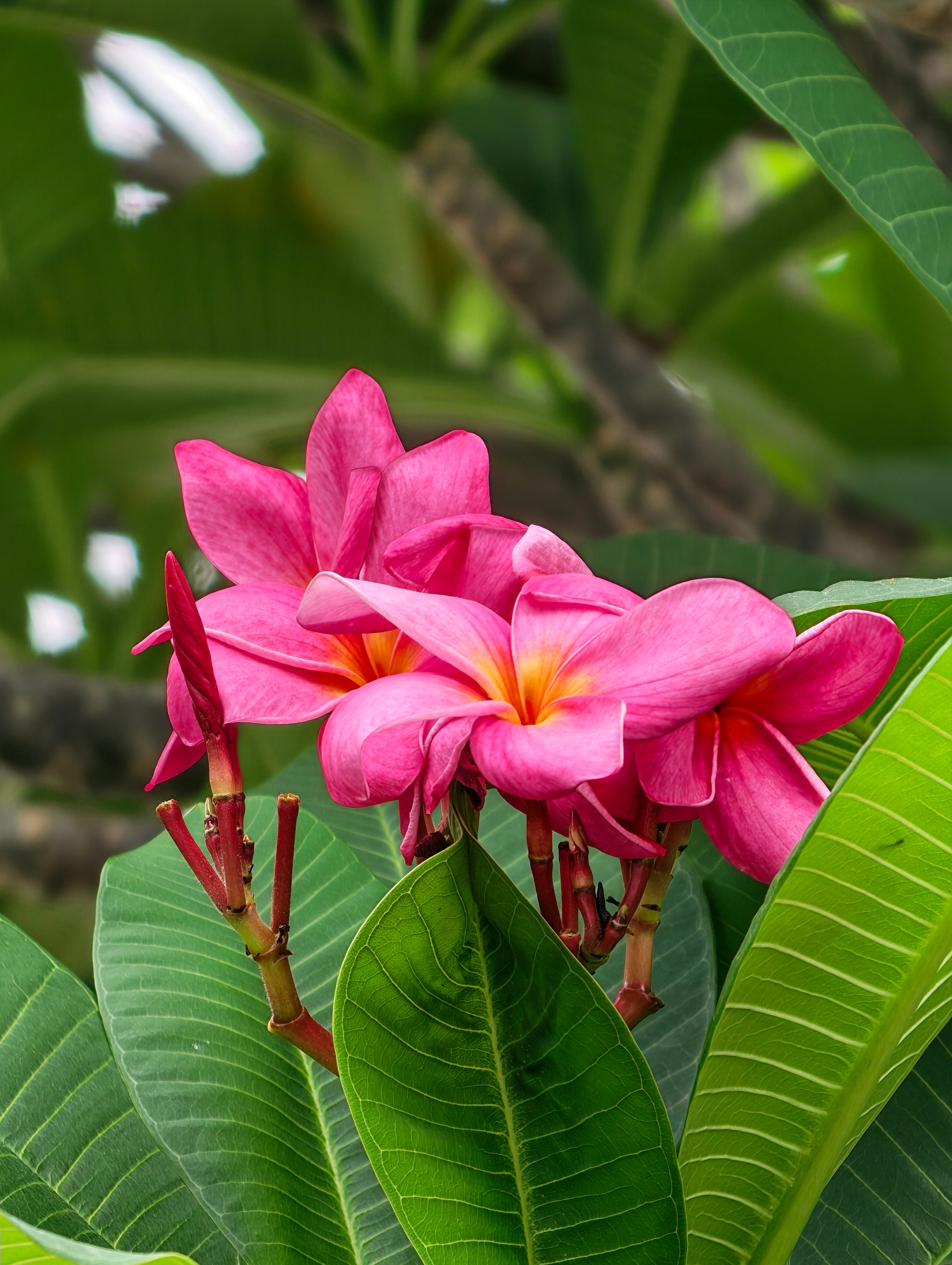 分享一组荣耀Magic 8 Pro的长焦样张，总体体验下来这代的长焦相比上代提升