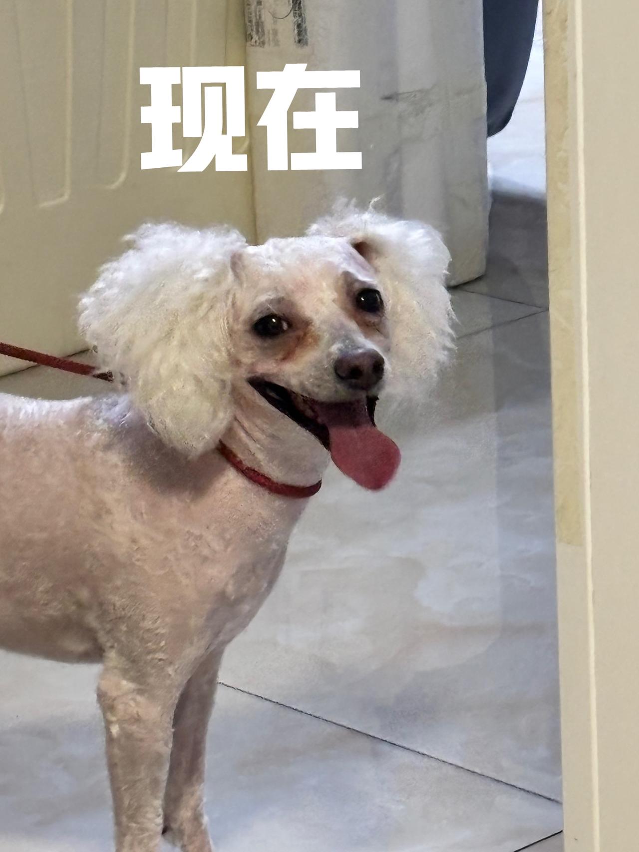 线条小狗的邪修日常