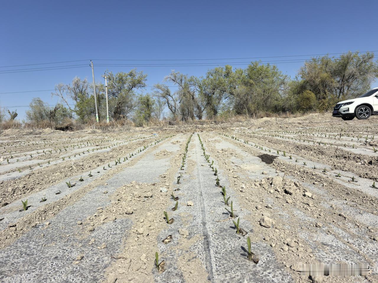 春日生活打卡季 春日里，玉米出苗的景象太让人着迷。前阵子我去乡下亲戚家，亲眼见证