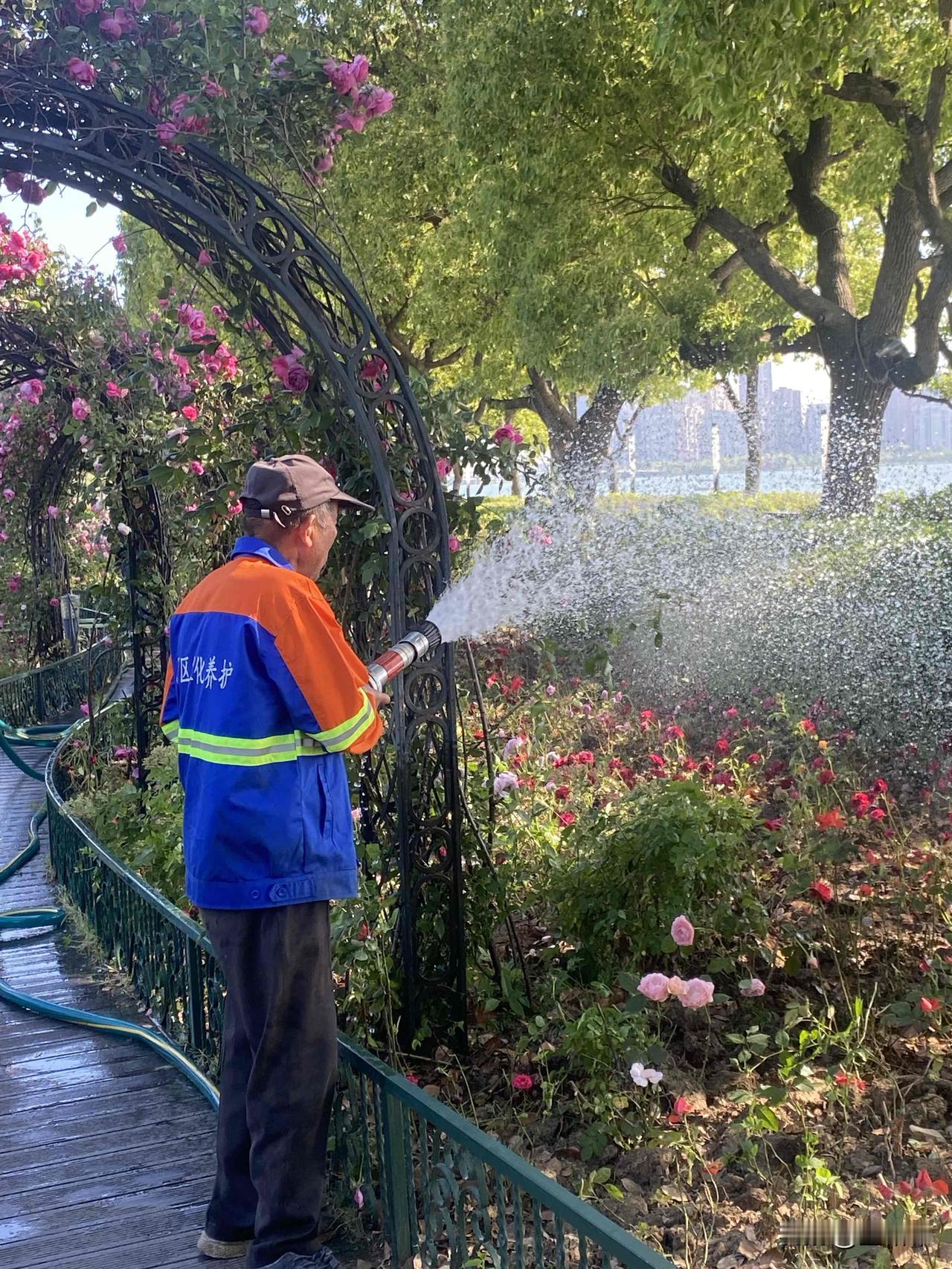 护花使者
水泽万花