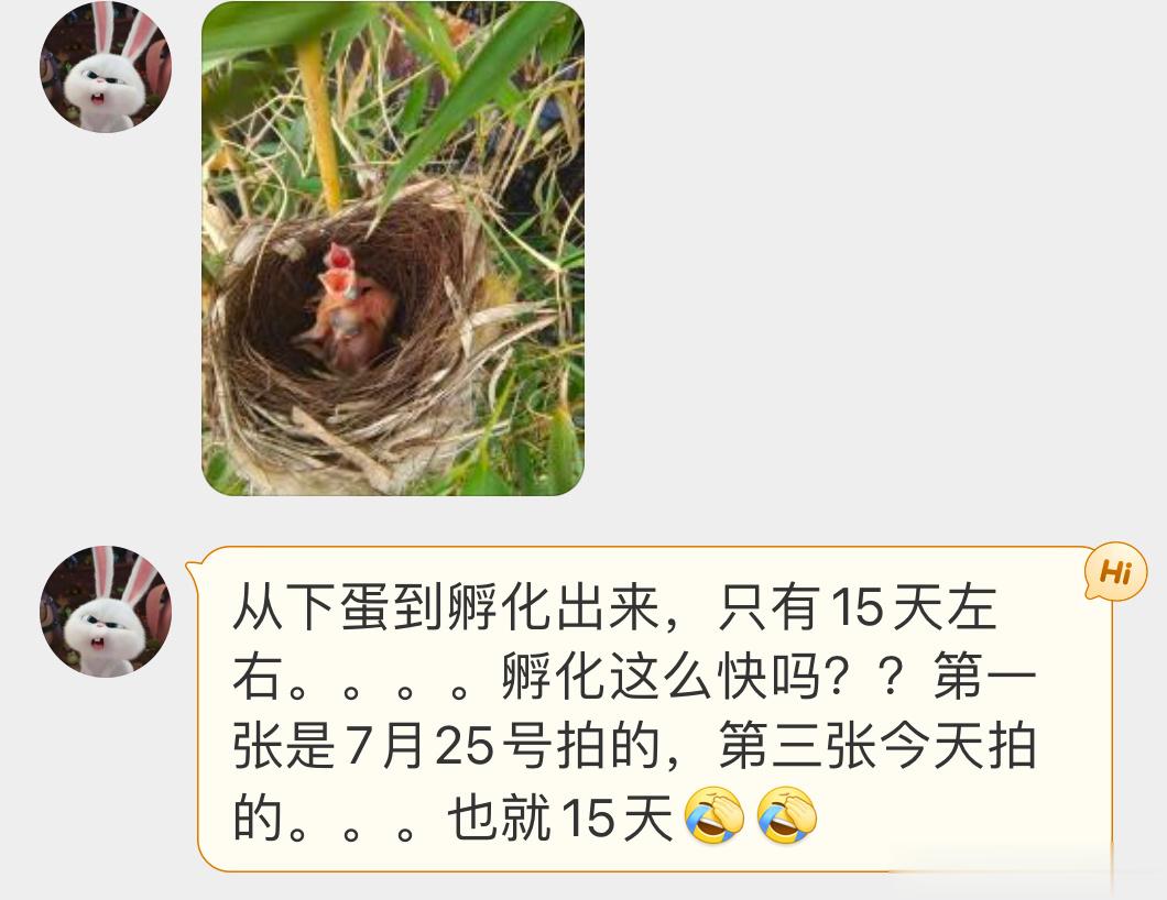 #鸟粉投稿# 一窝白头鹎bēi孵化+出壳+宝宝飞走，一共加起来不会超过三十天  