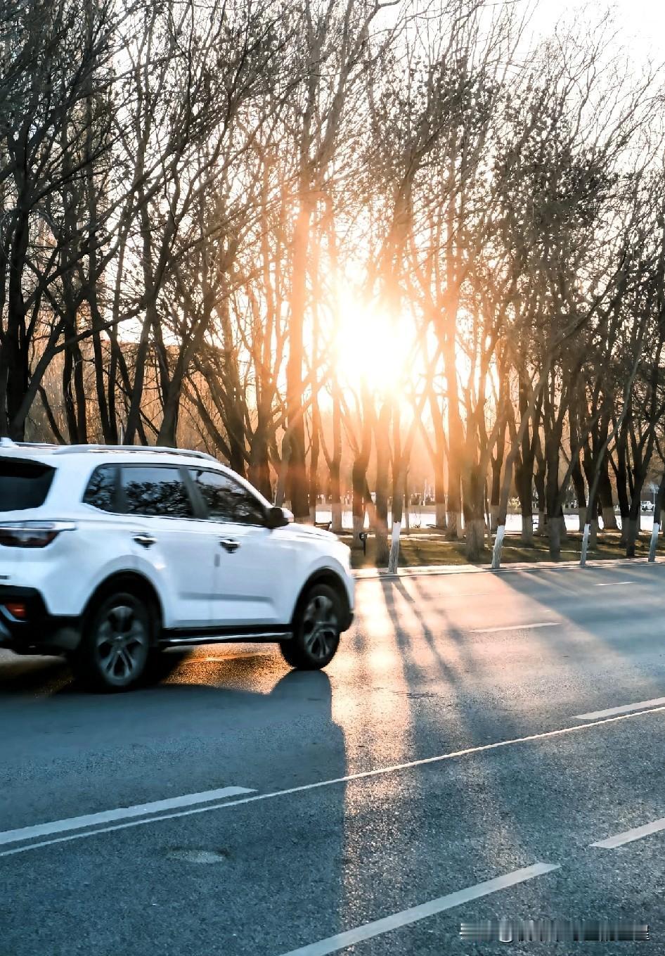 下班路上偶遇的一幕，直接美到我掏出手机狂拍！

傍晚的阳光穿过光秃秃的树枝，在路