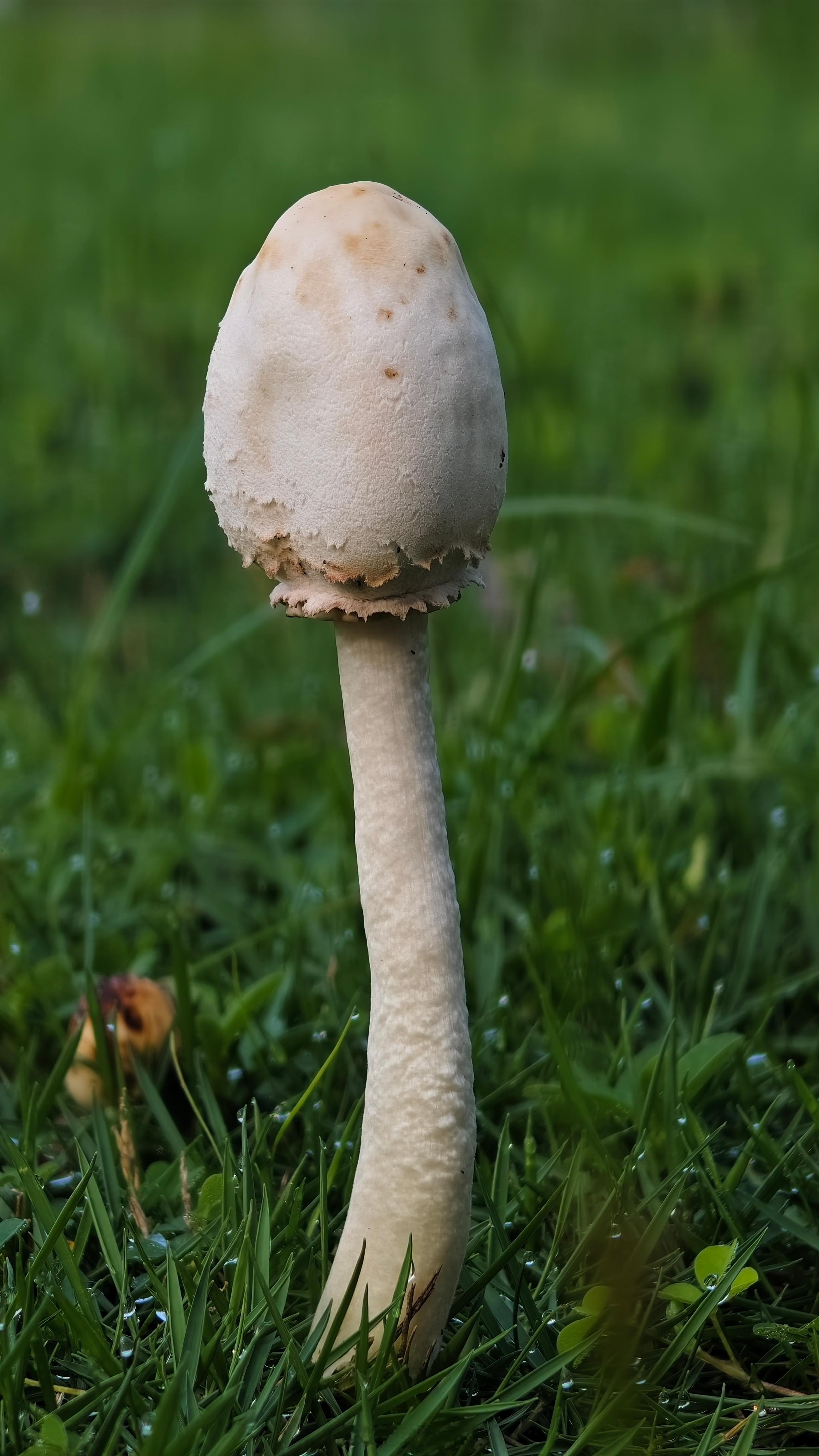 vivo 雨后在运动场偶遇几株大青褶伞，微距下质感拉满！感觉跟那个阳元石有点相似