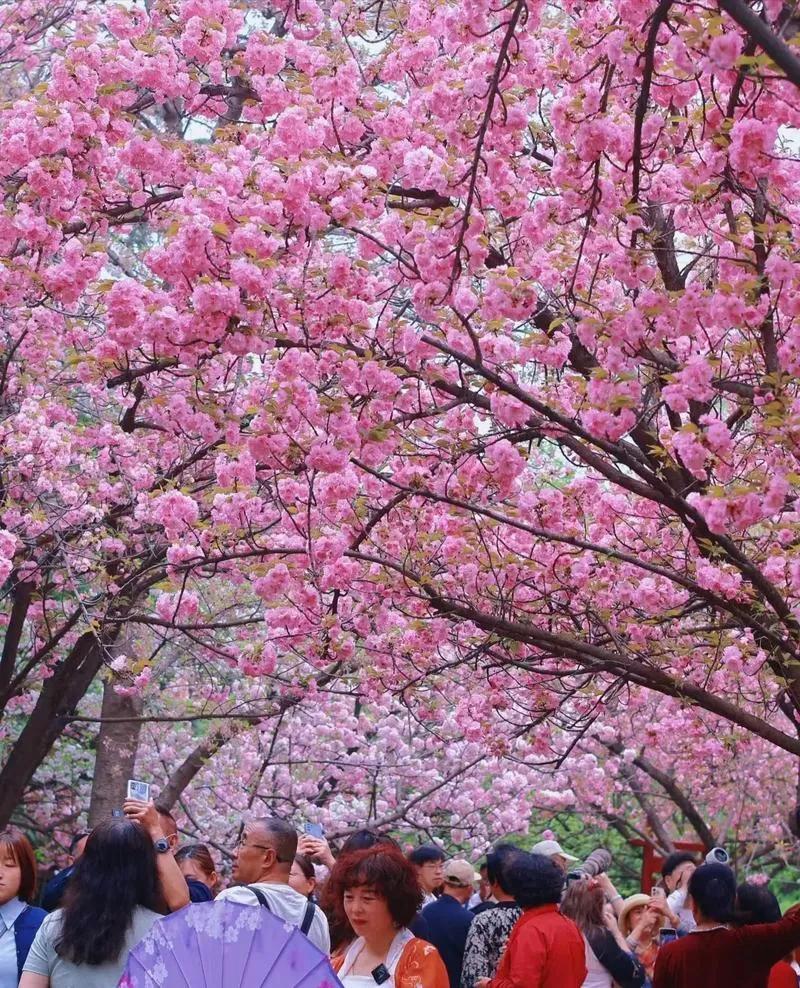 西安附近十大赏花地：
1.青龙寺樱花
2.高新一路玉兰花
3.沣东梅园梅花
4咸