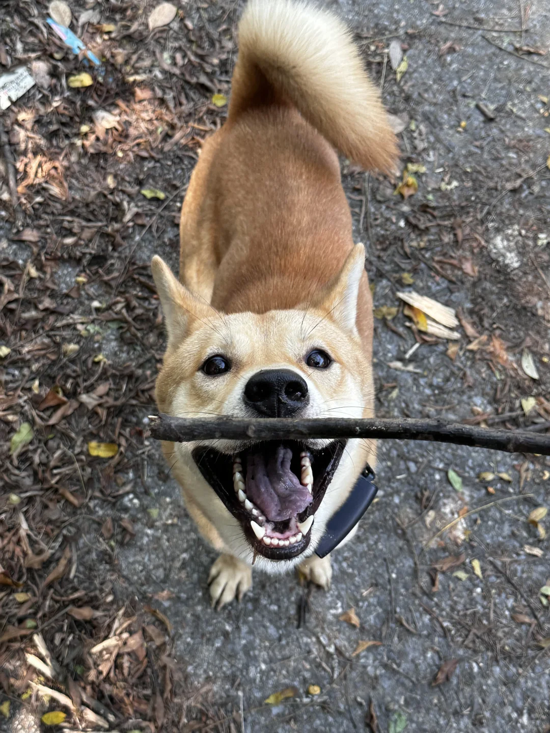 180买来的小土狗 | 我的露营护卫犬