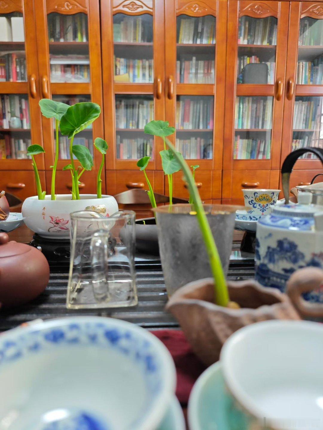 生活手记 芋头芋头芋头阳光，给它们做了造型～江南生活用眼睛寻找美丽江南手影江南评