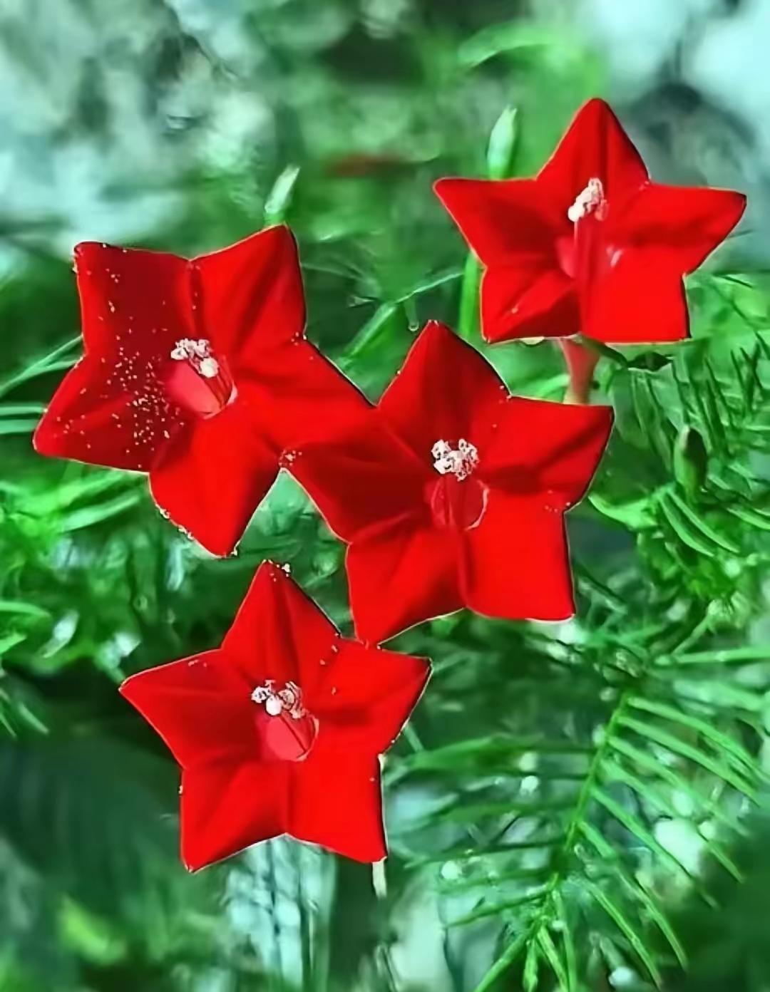 三朵红花在绿叶间绽放，真漂亮！