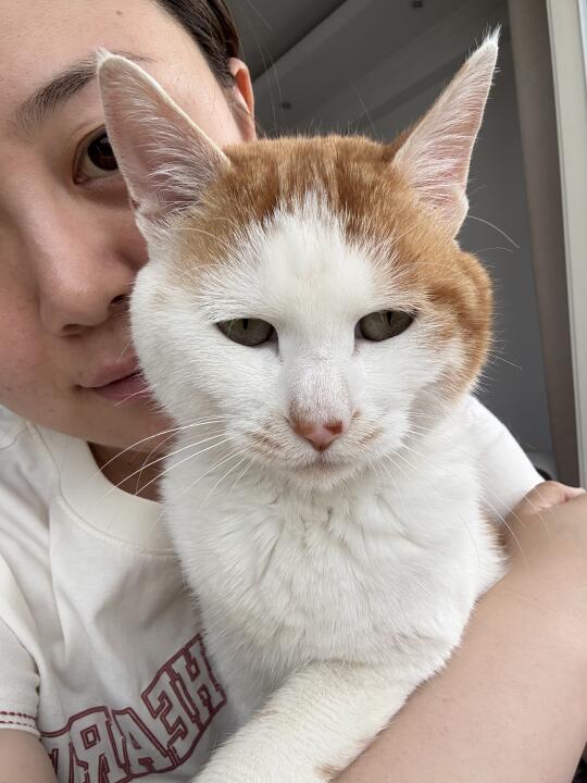 小猫的耳朵有10厘米那么长