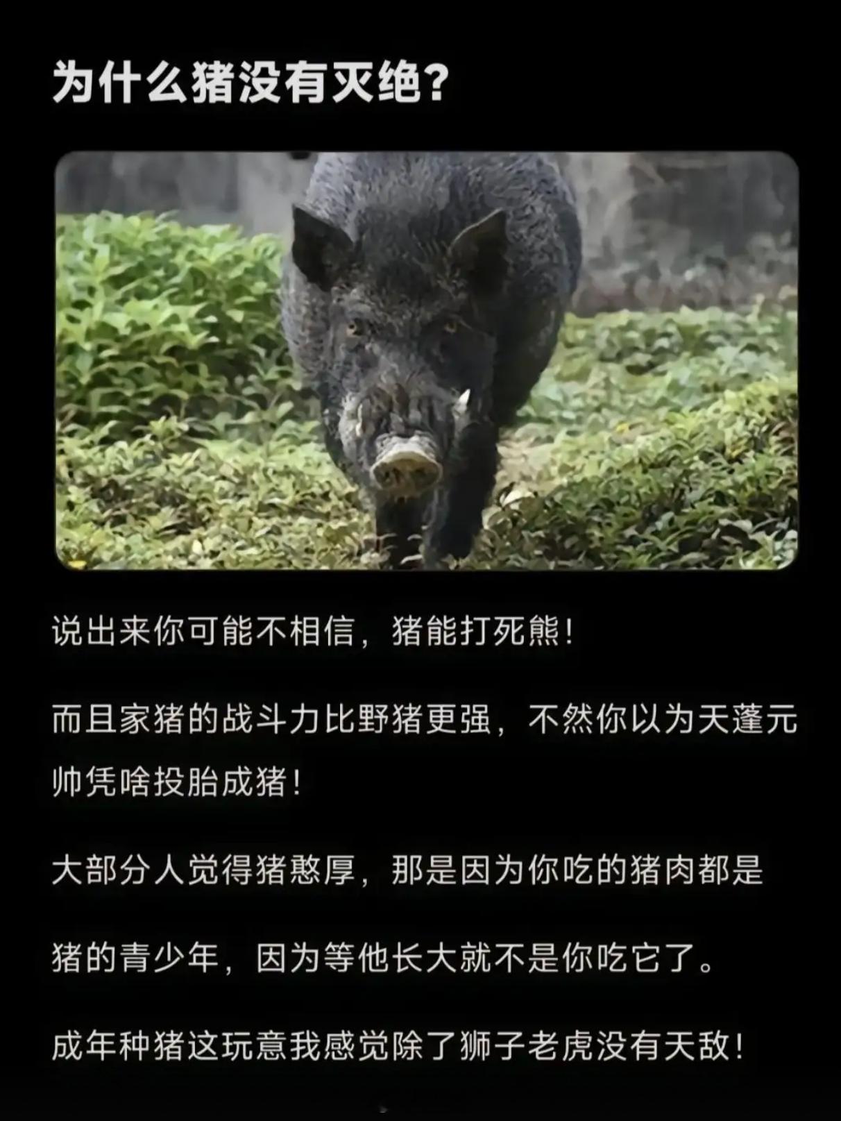 原来猪这么厉害吗？ 