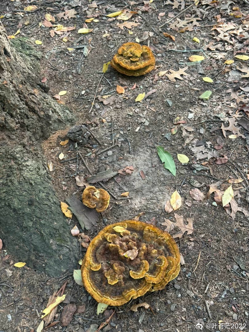 去跑步，发现每天经过的路边赫然出现三颗巨大的灵芝，大的有小脸盆那么大。 ​​​