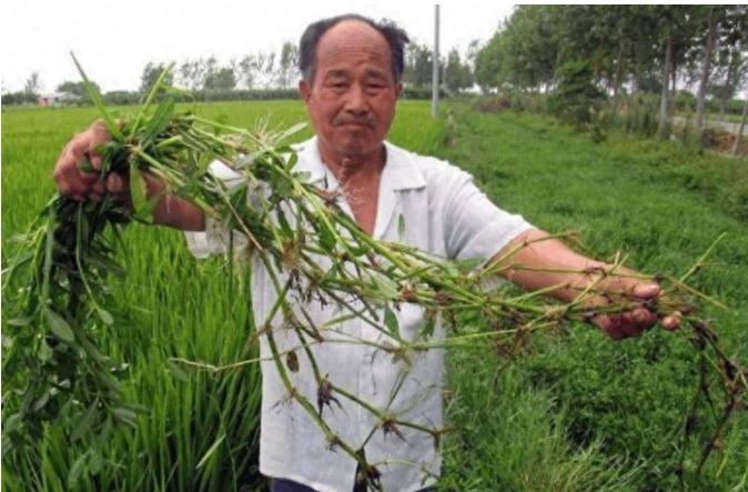 90年前，日本人将一种毒草带到中国，并大面积种植，泛滥成灾后差点导致我国农作物绝