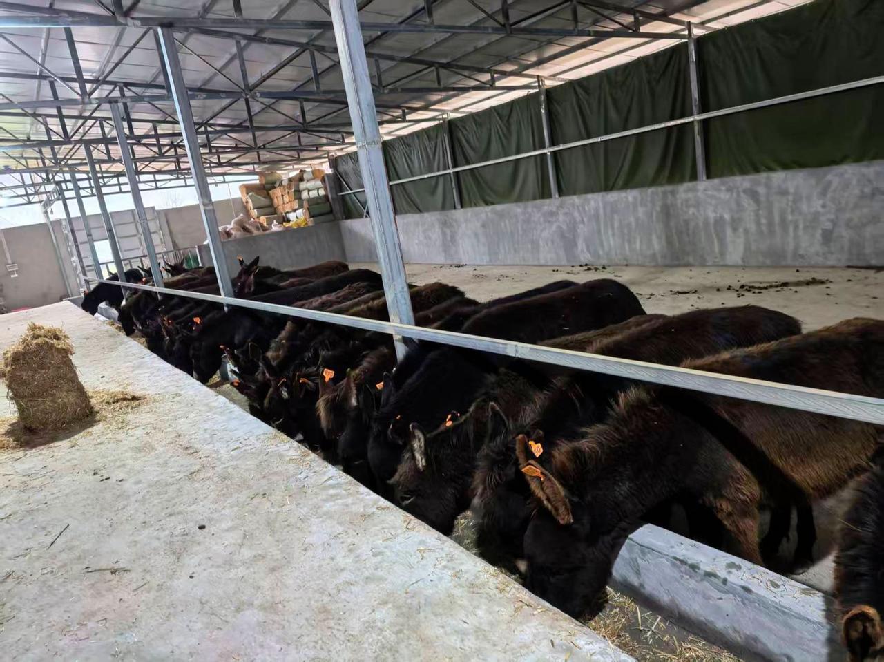 肉驴养殖区 驴繁育基地