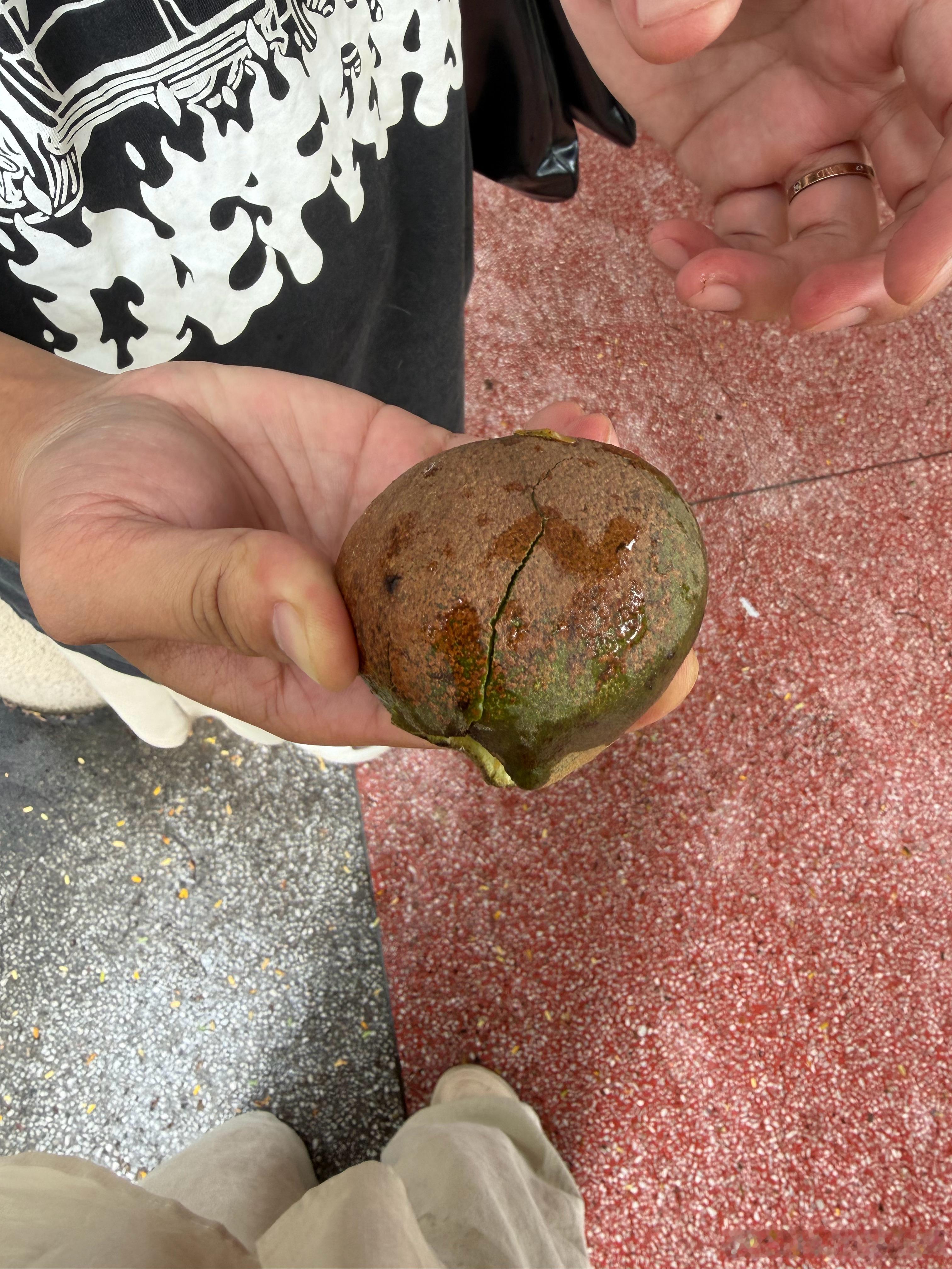这个是啥东西？我弟在树下等我，结果被砸到手臂我说幸亏不是被砸到头上[允悲]砸到手