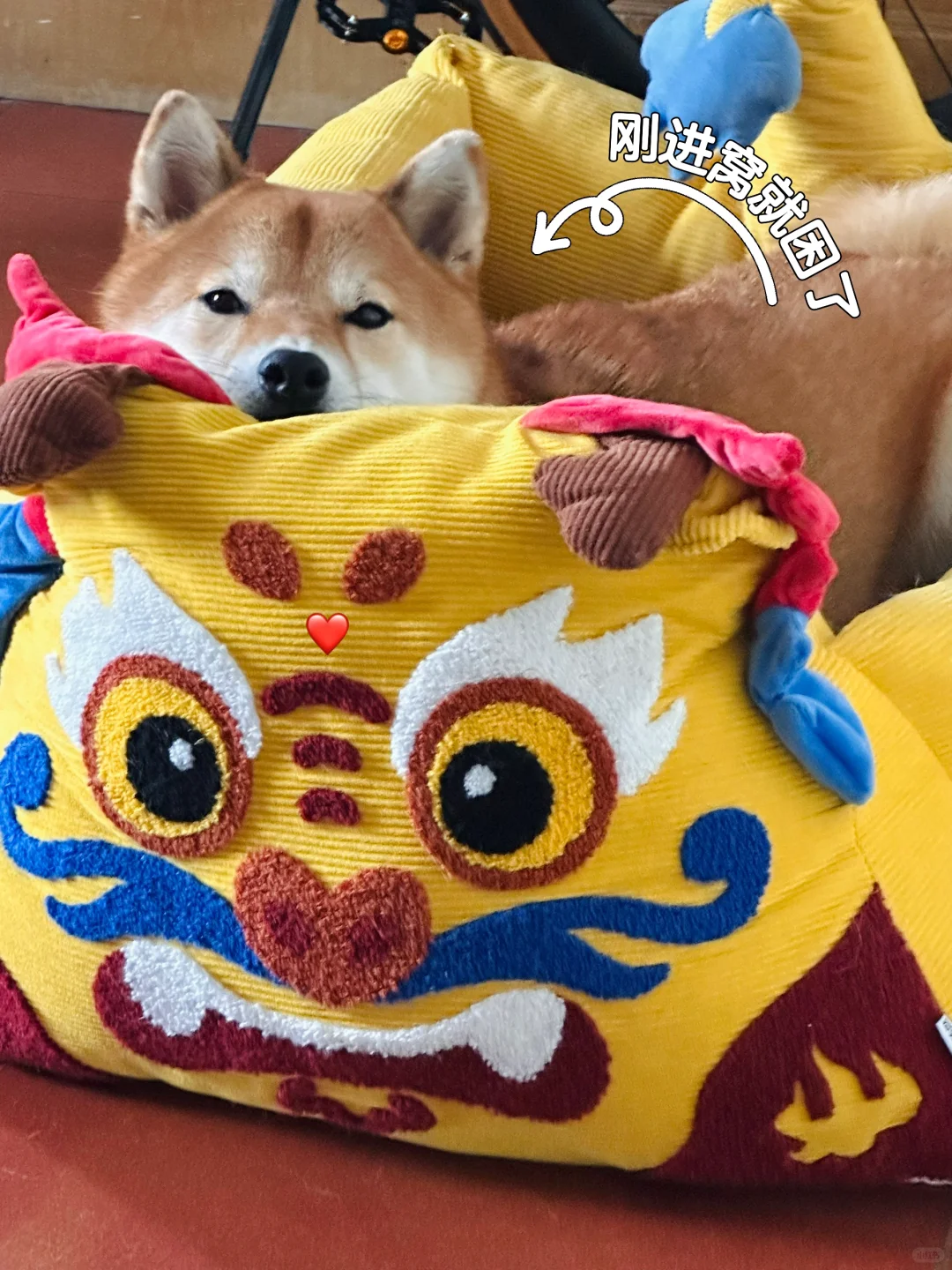 入秋降温狗先知