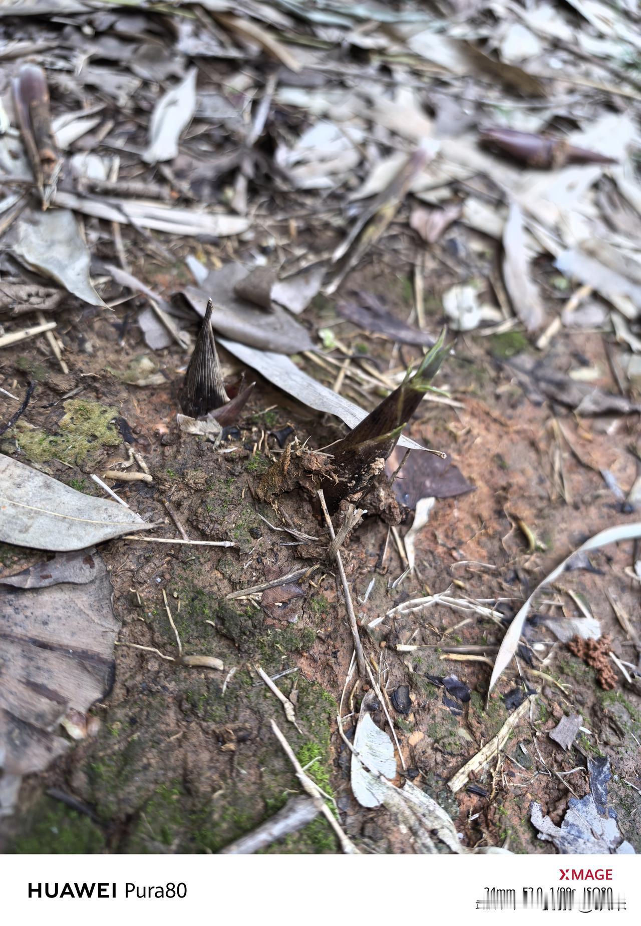 此刻雨后春笋的描述具象化了是不是？
一场场大雨过后，
小区用作绿化的竹子林居然长
