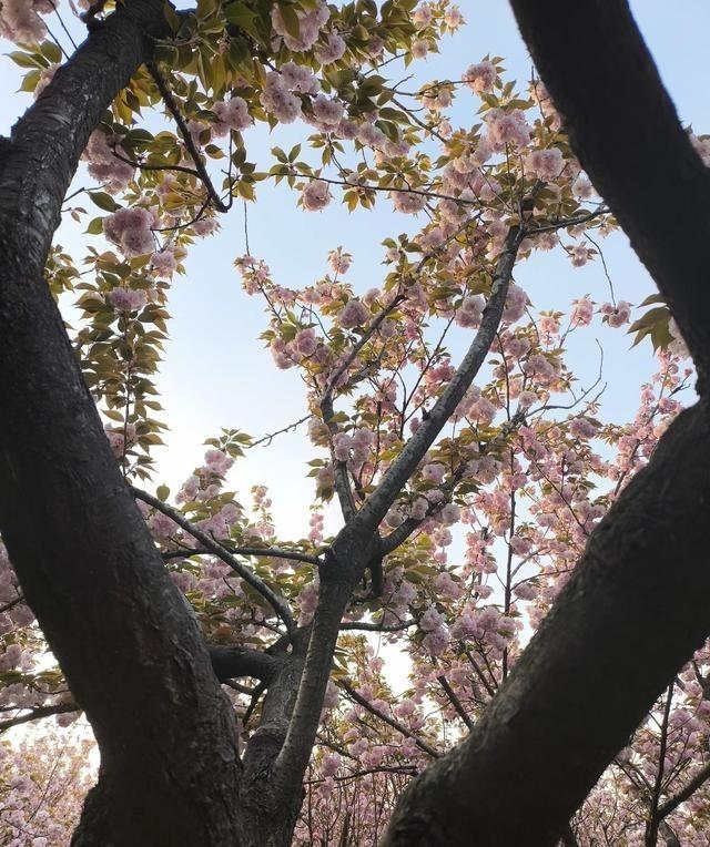 要想用手机，拍摄出清晰好看的照片来，一定要掌握这3个拍摄要领： 一、运用手动锁定