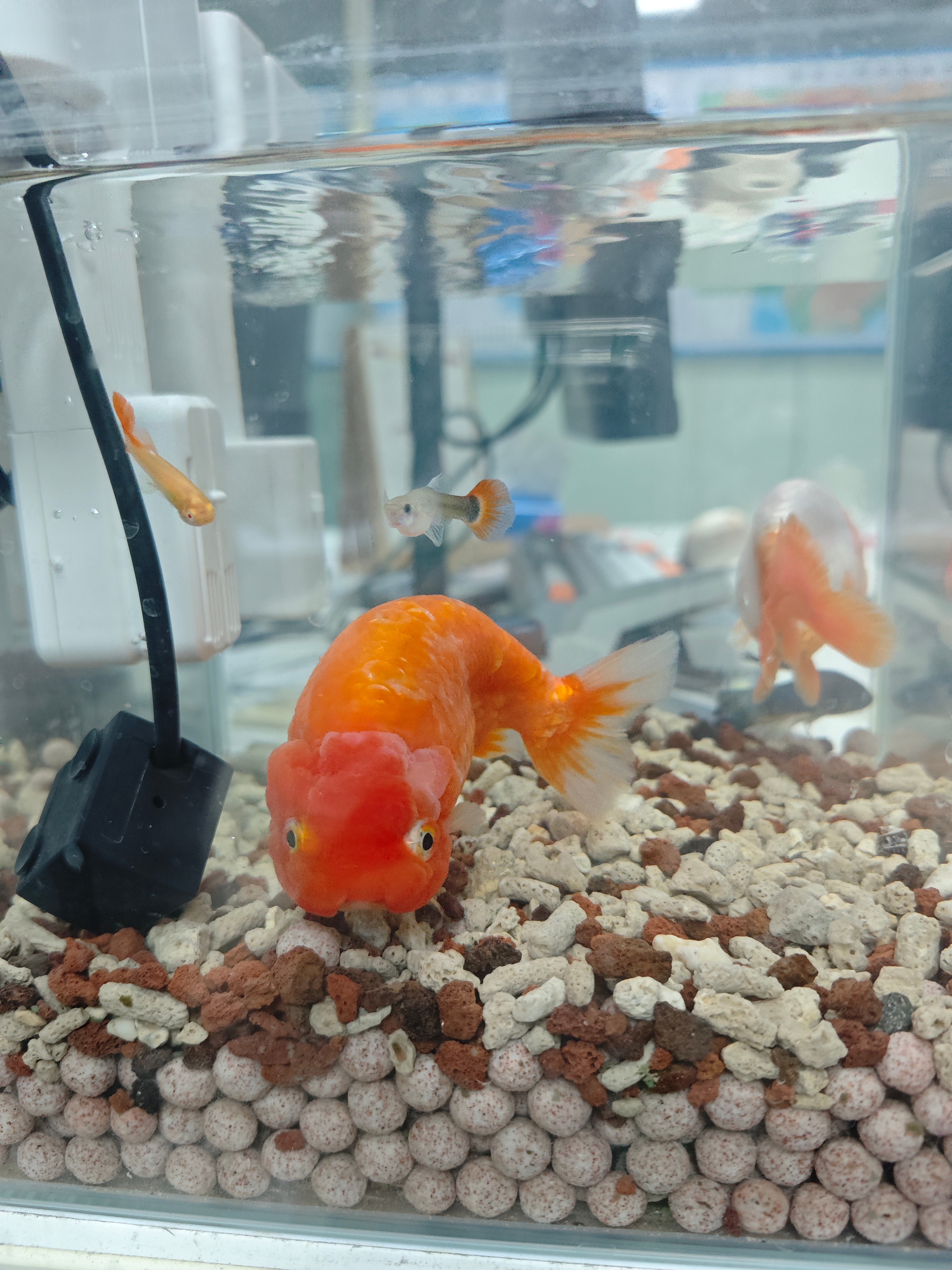 老板养的🐟