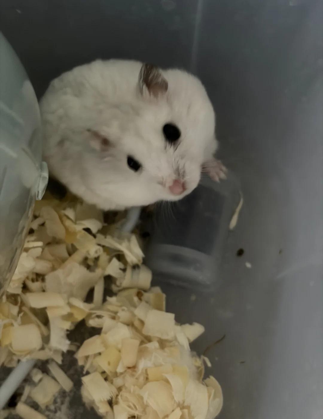 自己什么样，养的鼠就什么样
能看一下大家的鼠鼠嘛 养鼠日常分享 鼠鼠 仓鼠 银狐