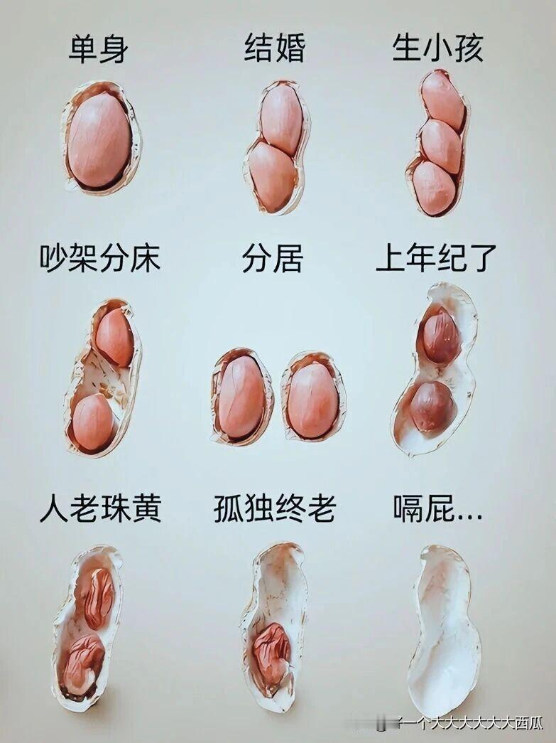 这幅图是不是看着看着就笑了，
笑了没多久反而沉默了。

其实花生的一生，
跟我们