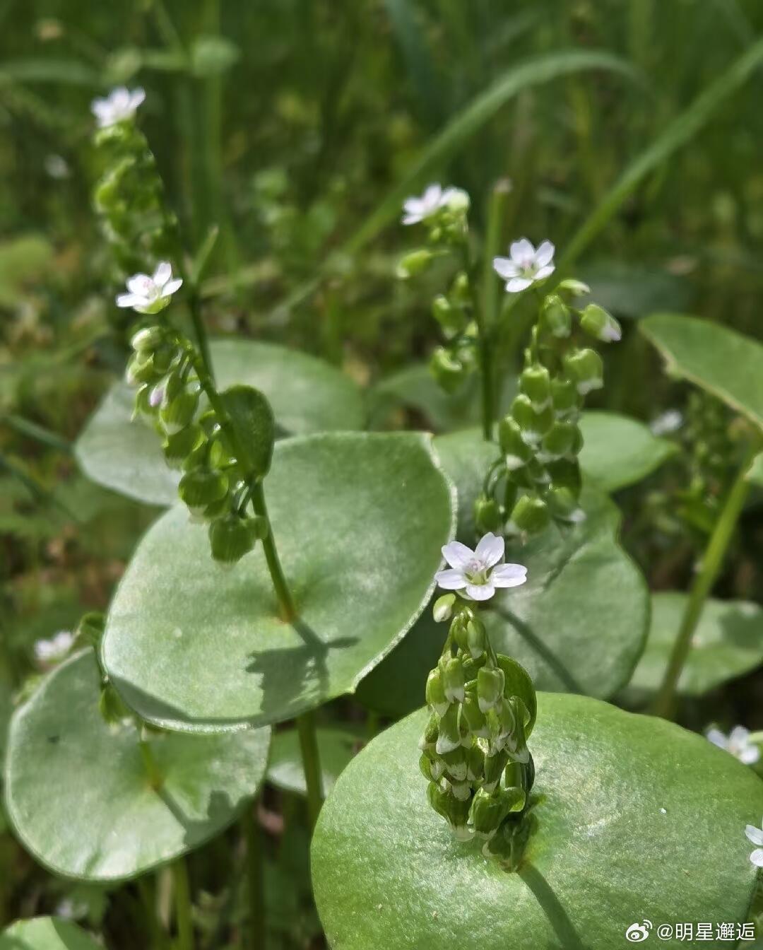 每天认识一种新植物：矿工生菜（Claytonia perfoliata）  • 