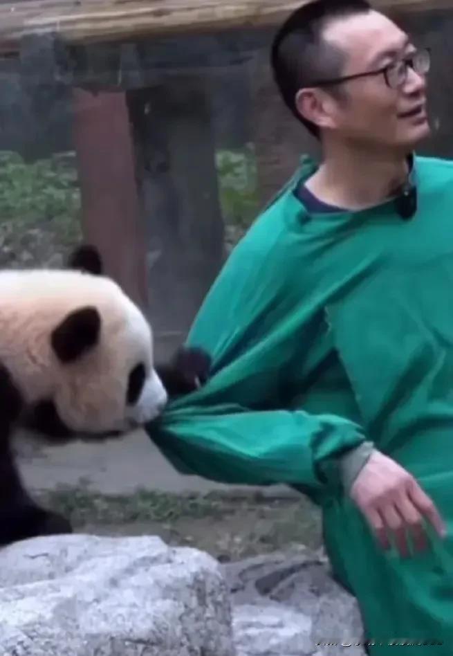 虫洞又一顶流莽灿灿
小五可真是个费头子，你真敢咬啊，高层抱着你照个相咋这难，各种