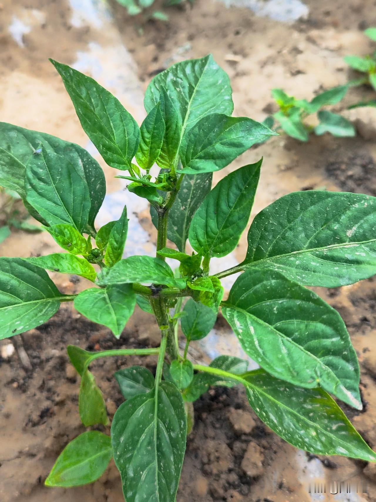 小菜园辣椒🌶️移栽一个月整，安全度过缓苗期，并且生长良好。

辣椒🌶️苗期管