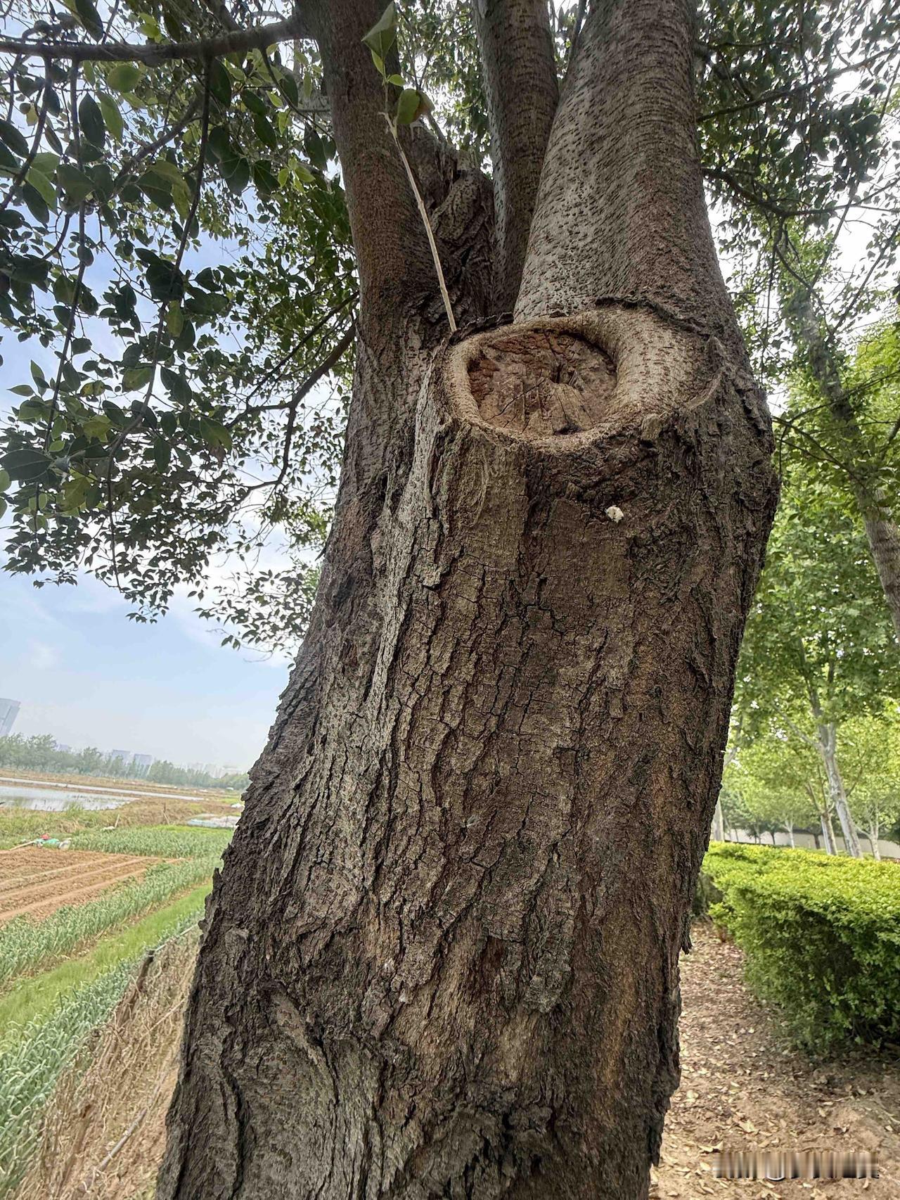 【小对联】
上：……？
下：担子。