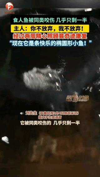 北京，一男子养了几条红腹食人鱼，其中一条被同伴咬伤后几乎只剩半截身体，男子不忍心