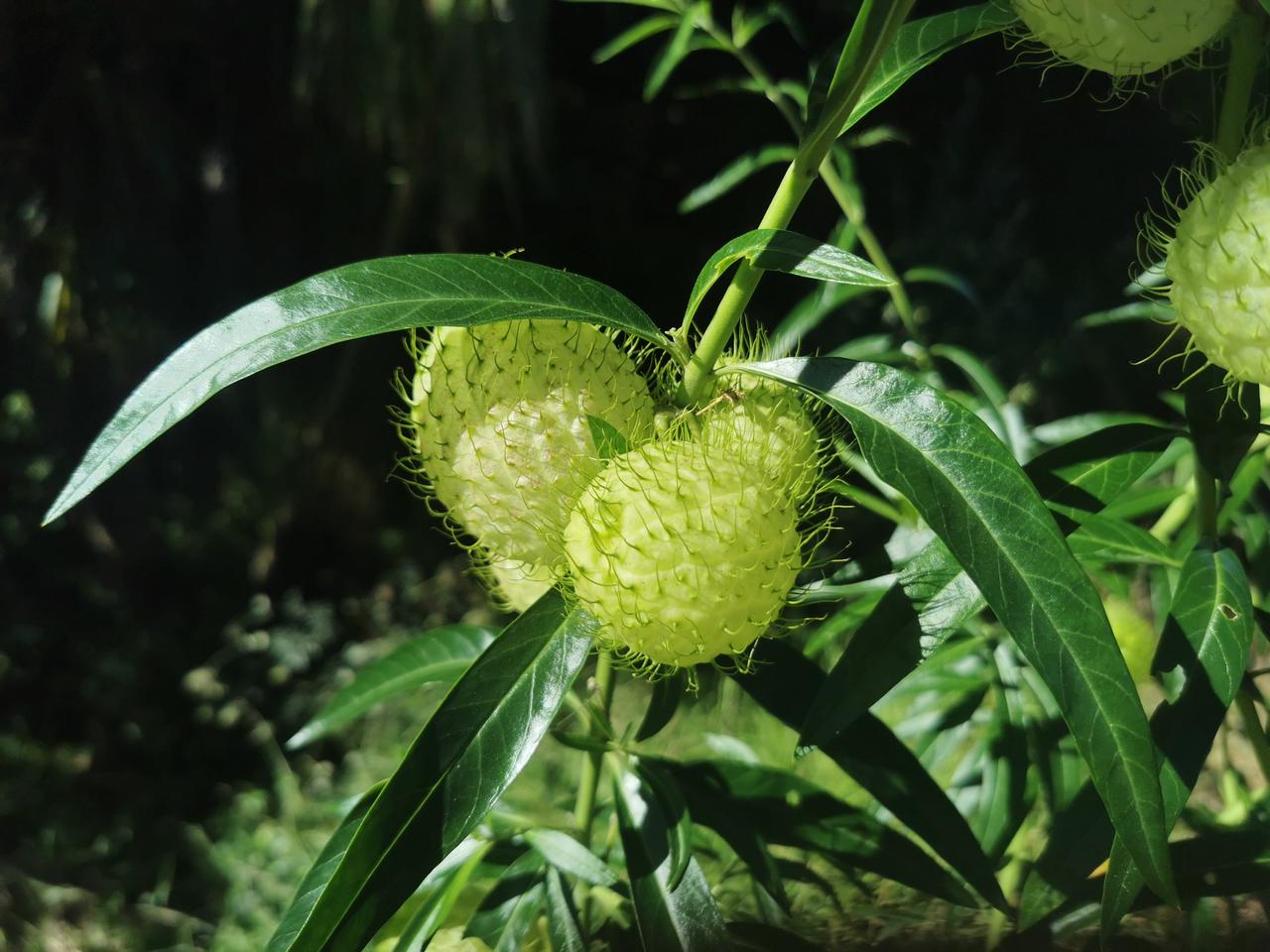 这奇特的植物是个啥？
刚才出去遛弯，发现了一种这样奇特的植物（如图所示）。叶片像