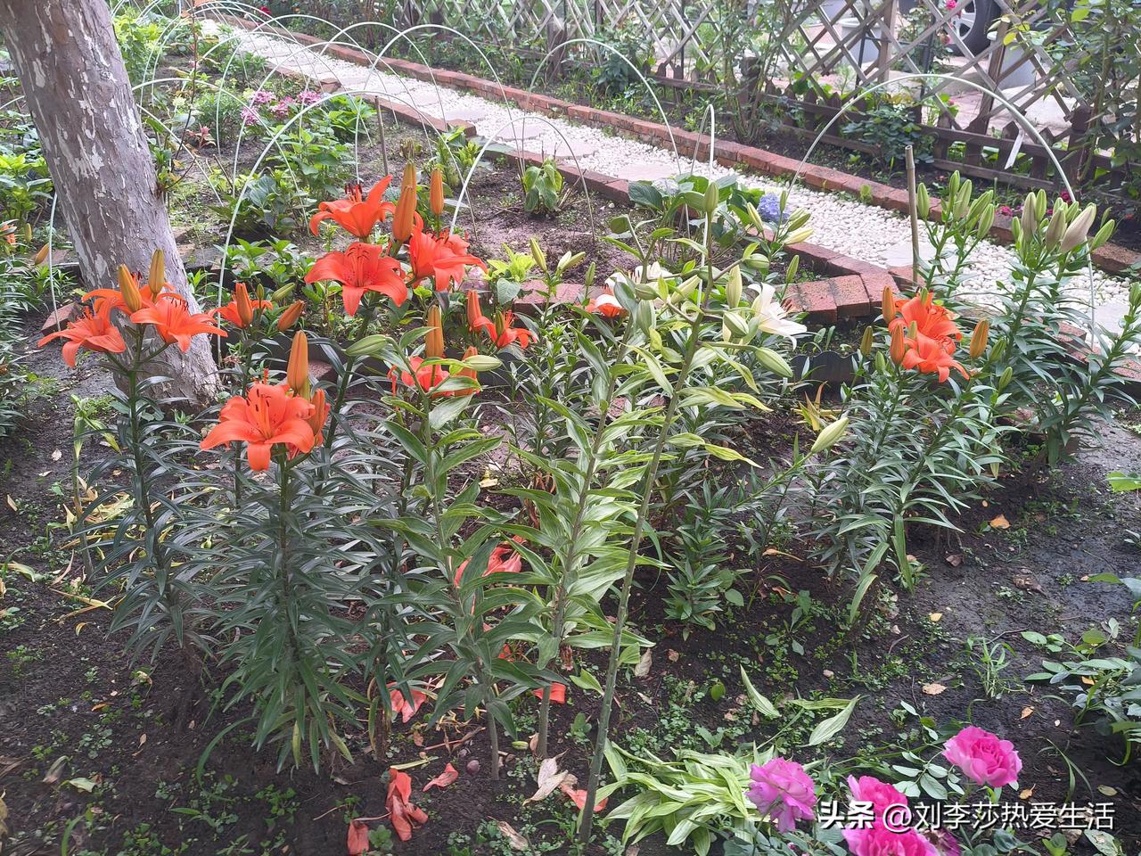 沈阳这每天晚上都下雨，白天就有点阳光。今年院子里的百合花有点被水泡了的感觉，好在
