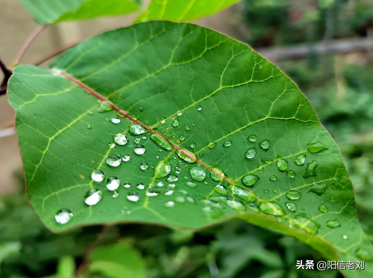 快来看看我新换的主页背景吧