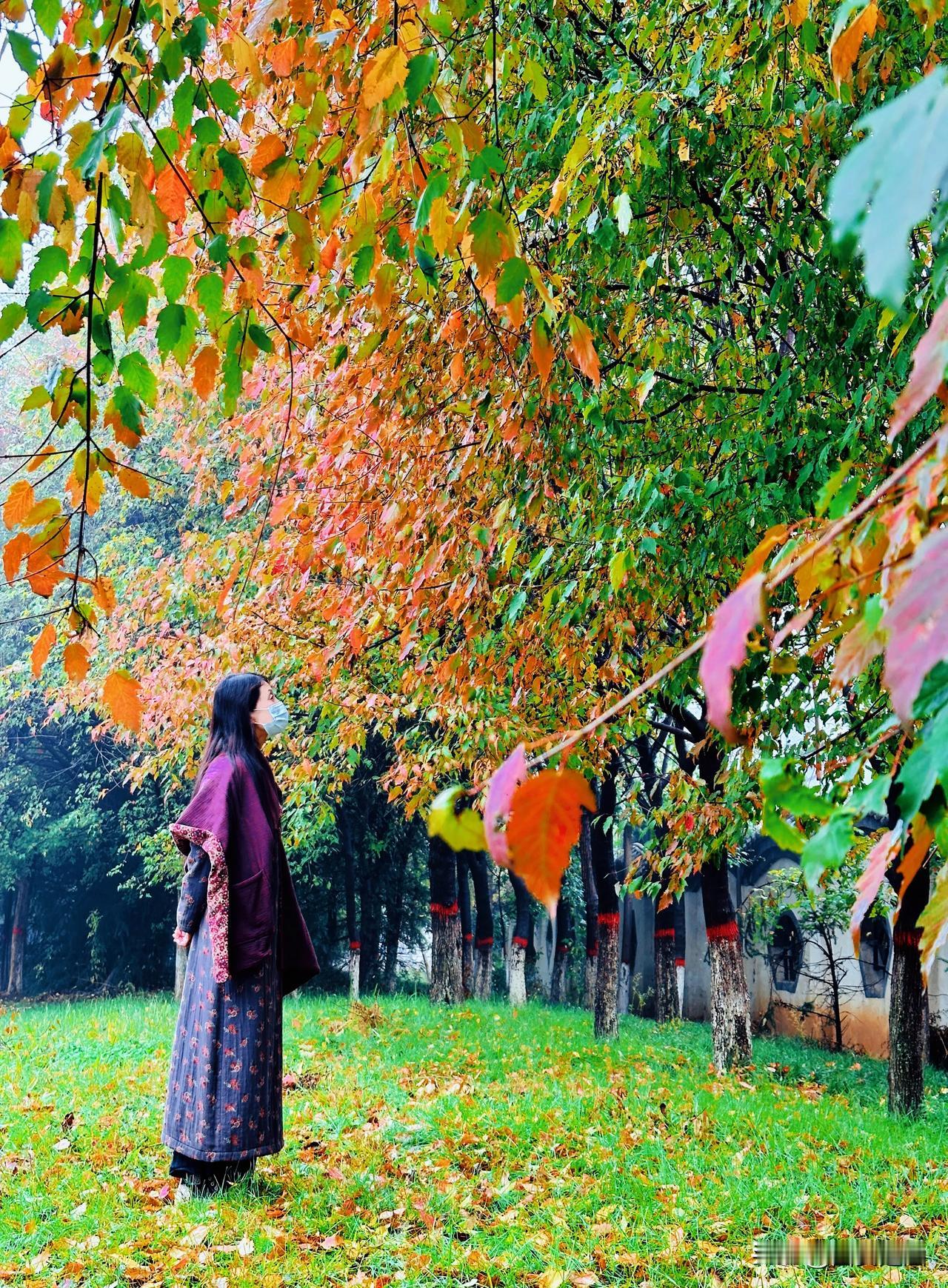  《秋雨中的家乡之韵》一场秋雨一场寒。秋风为家乡周至的乐天公园披上了绚丽彩妆。金