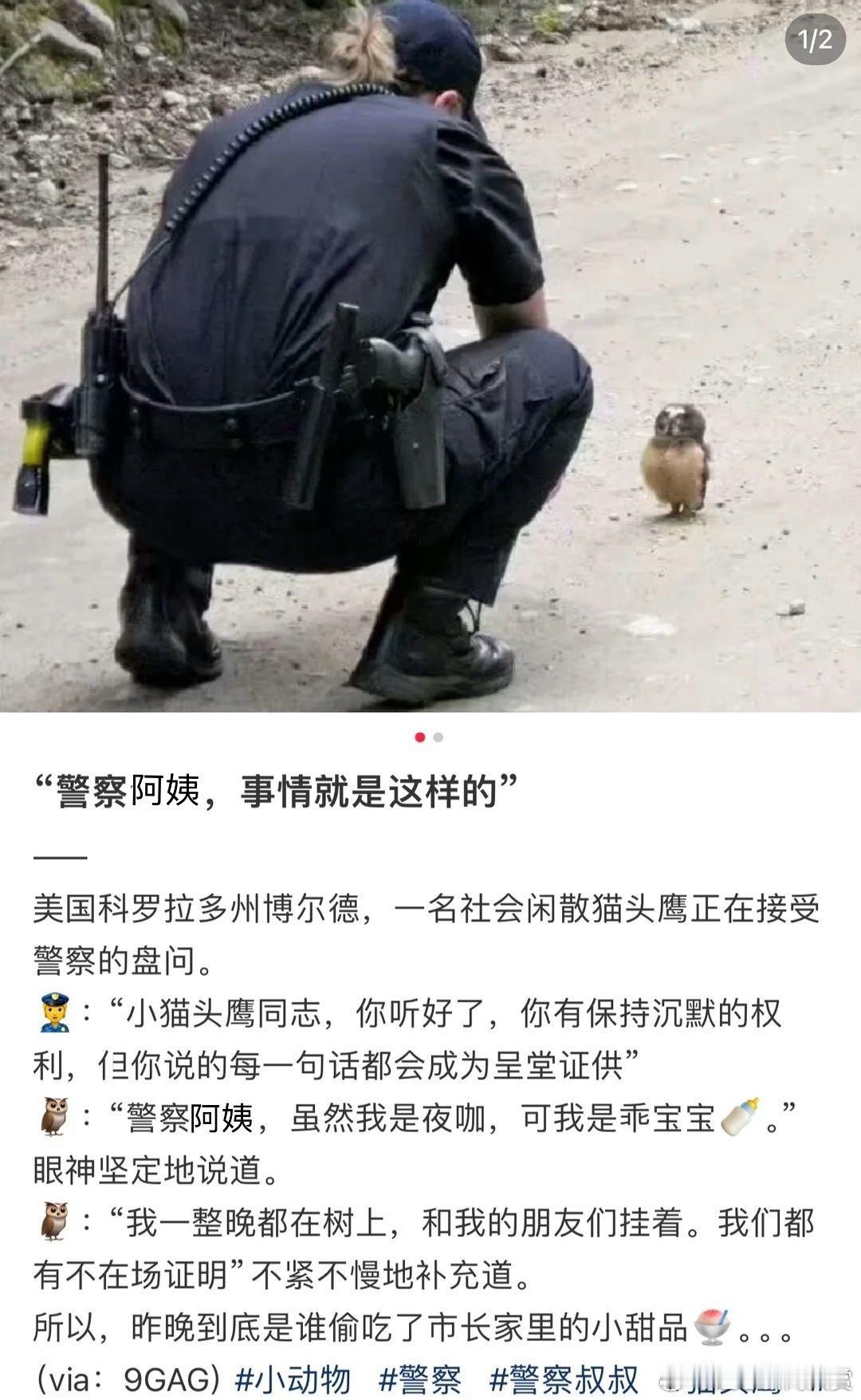 眼神好坚定的小🦉 ​​​