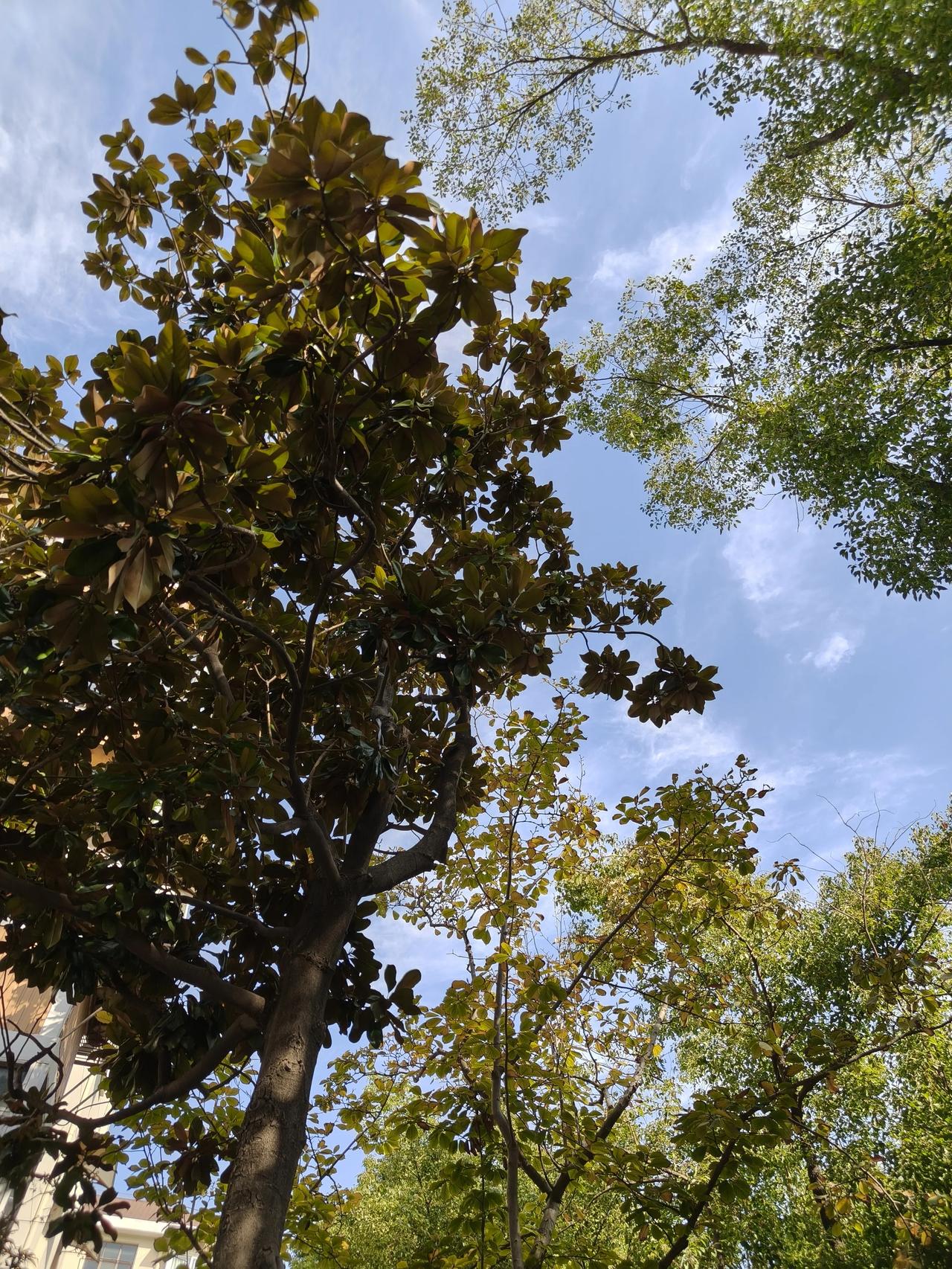 今天是11月的最后一天，

也是婆婆去世的第三天，

刚刚去楼下烧了点纸钱💰