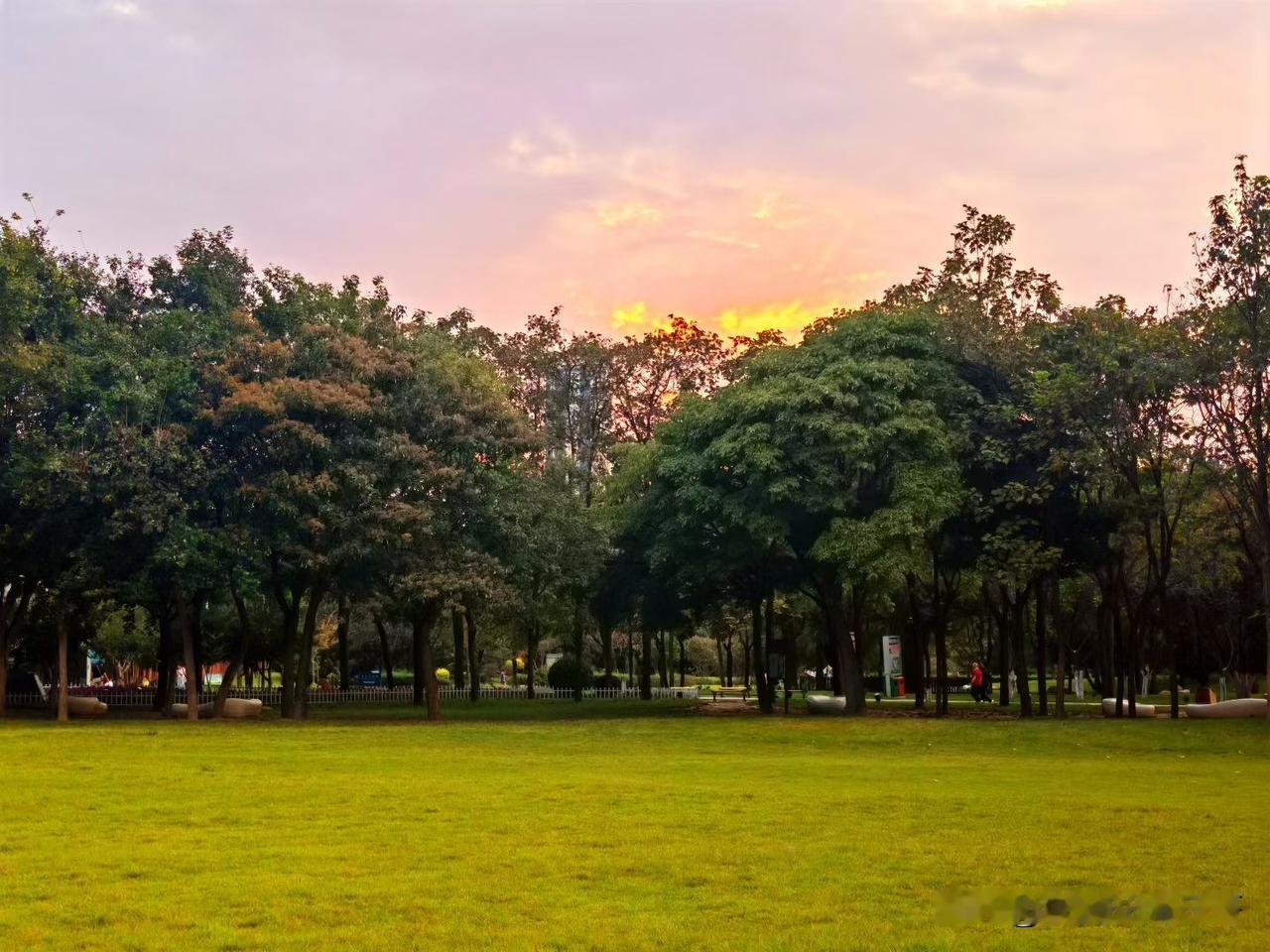 晒图笔记大赛早晨，在植物园一角拍摄，晨光如霞，草坪刚被修剪过，树下有人若隐若现在