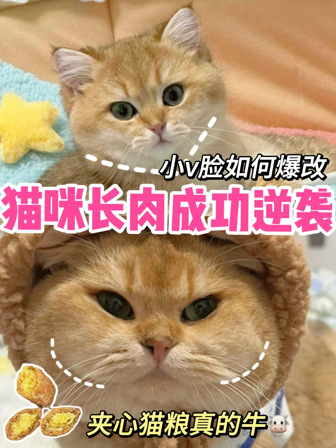 猫咪长肉很简单！夹心猫粮了解一下🙋‍♀