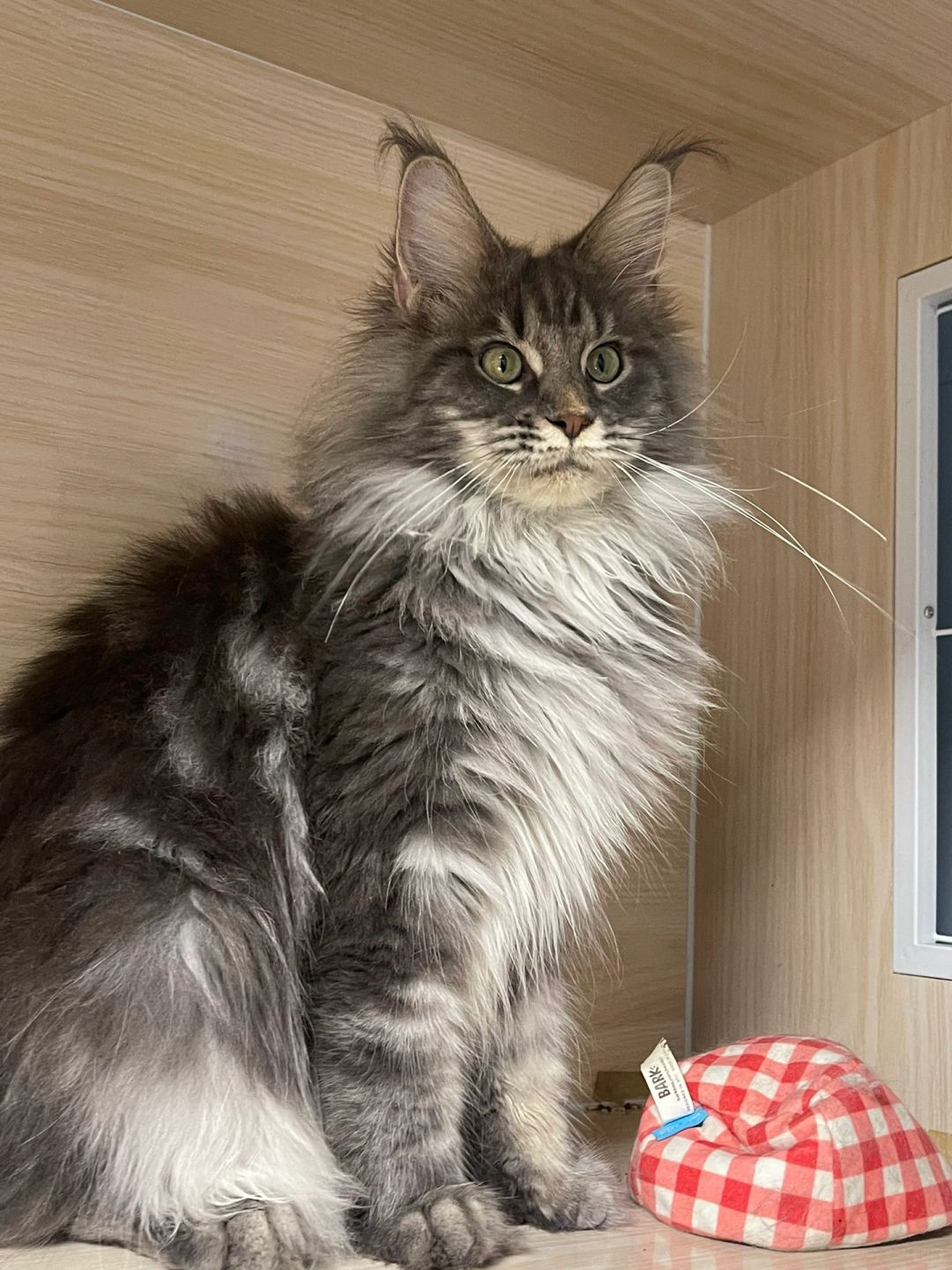 缅因｜这是两条不安份的聪明毛