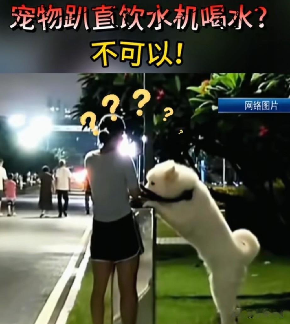 宠物狗使用人的公共直饮水，你能接受吗？虽然我家里养了猫，但是我还是不能接受宠物使
