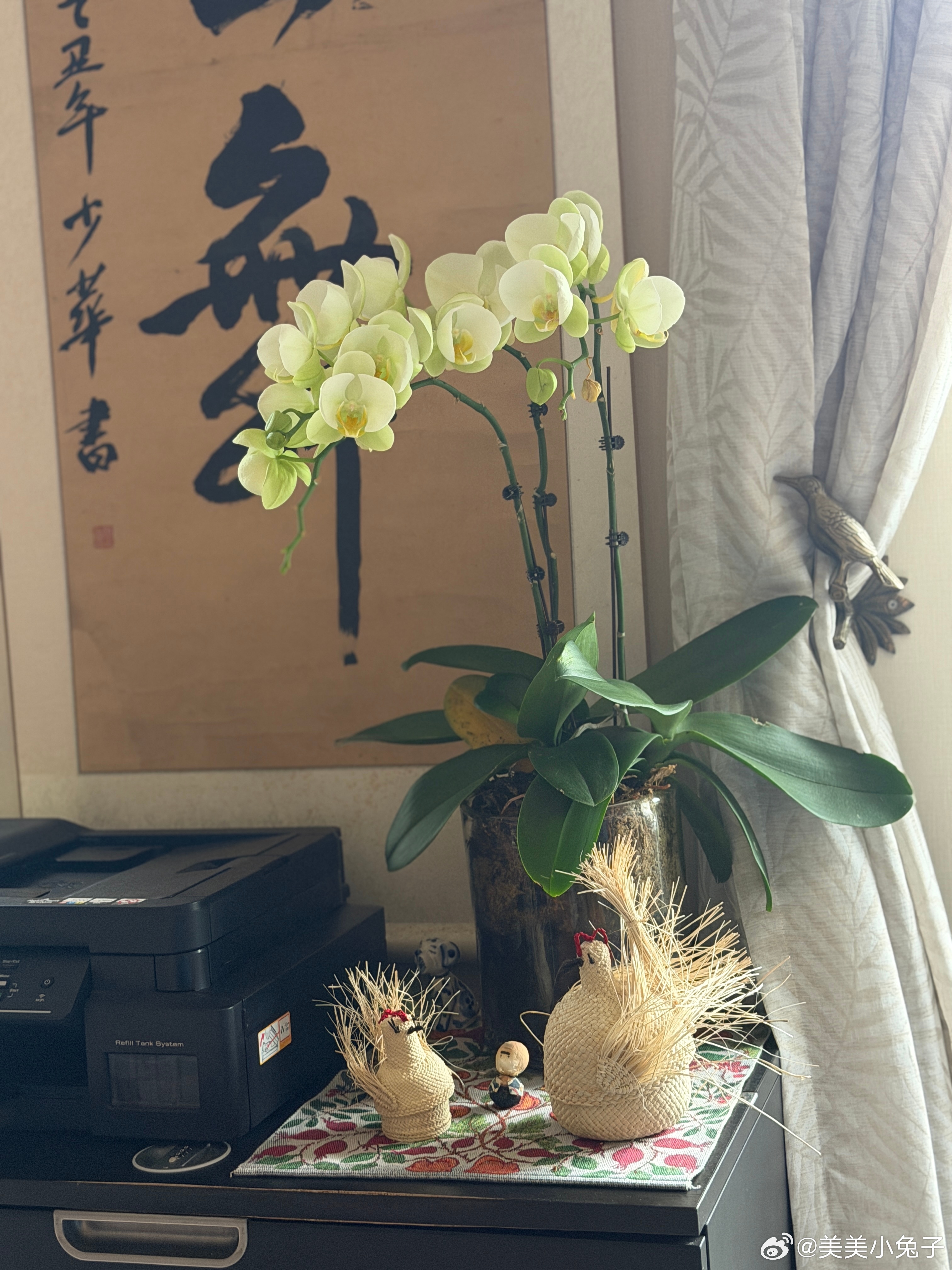 雨天的狗和花 