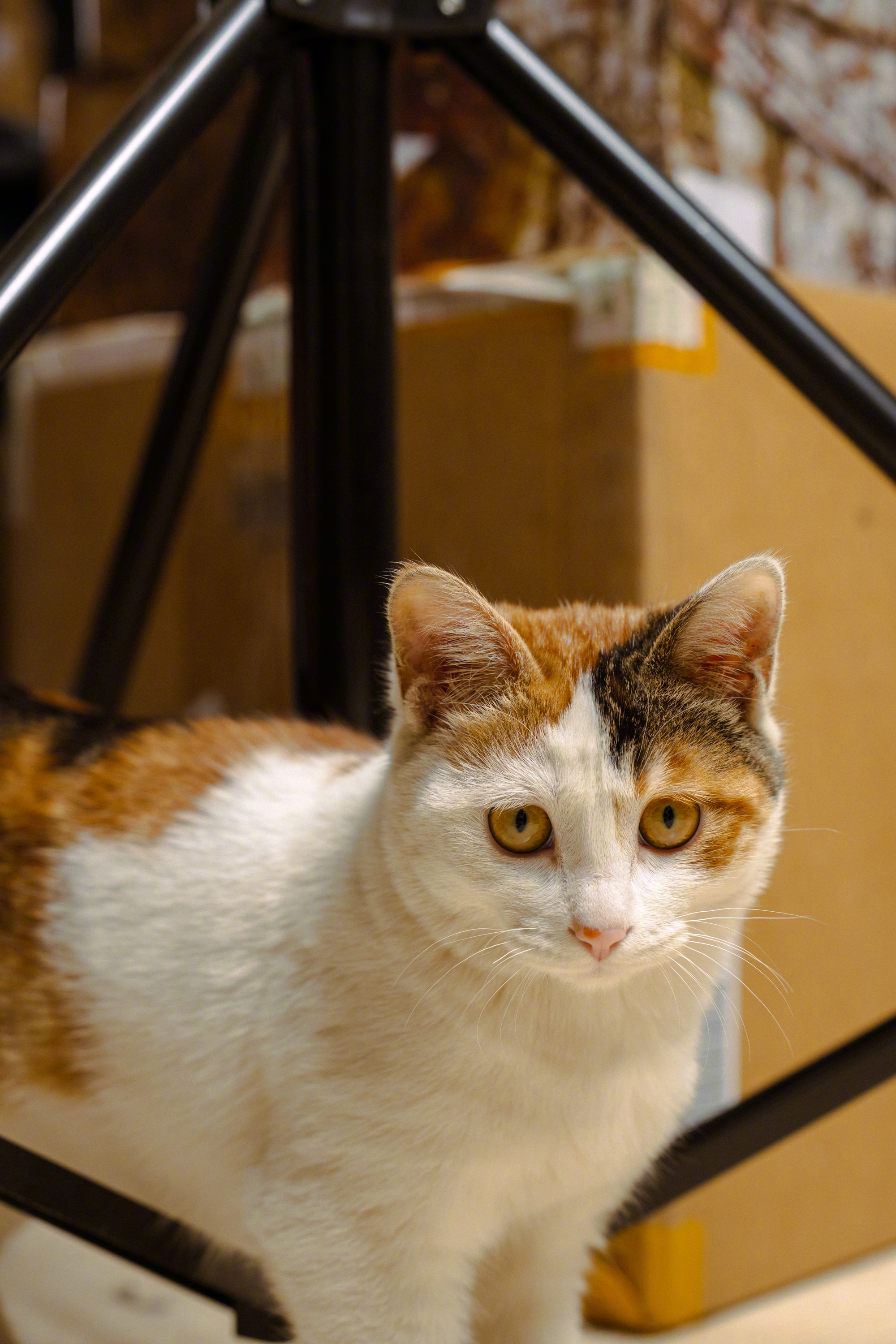 今天盯上我这大力夹了📷🐱 